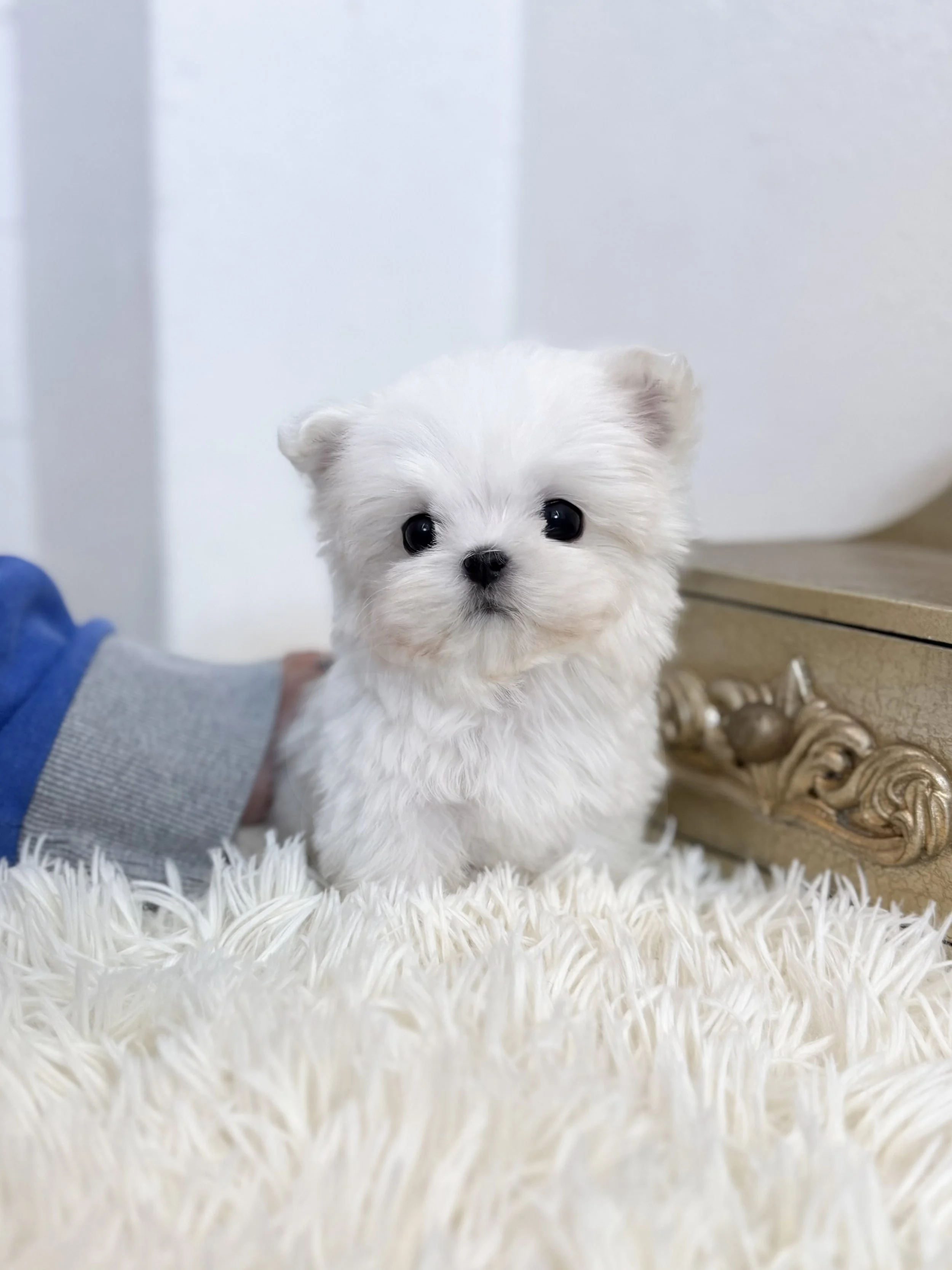Pocket Pet Teacup Dog