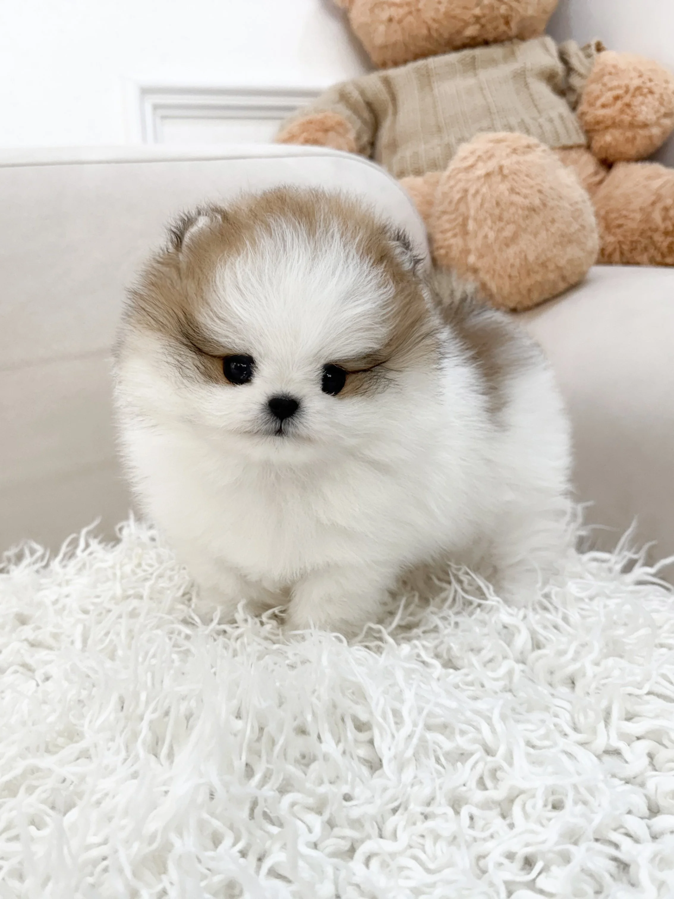 Pocket Pet Teacup Dog