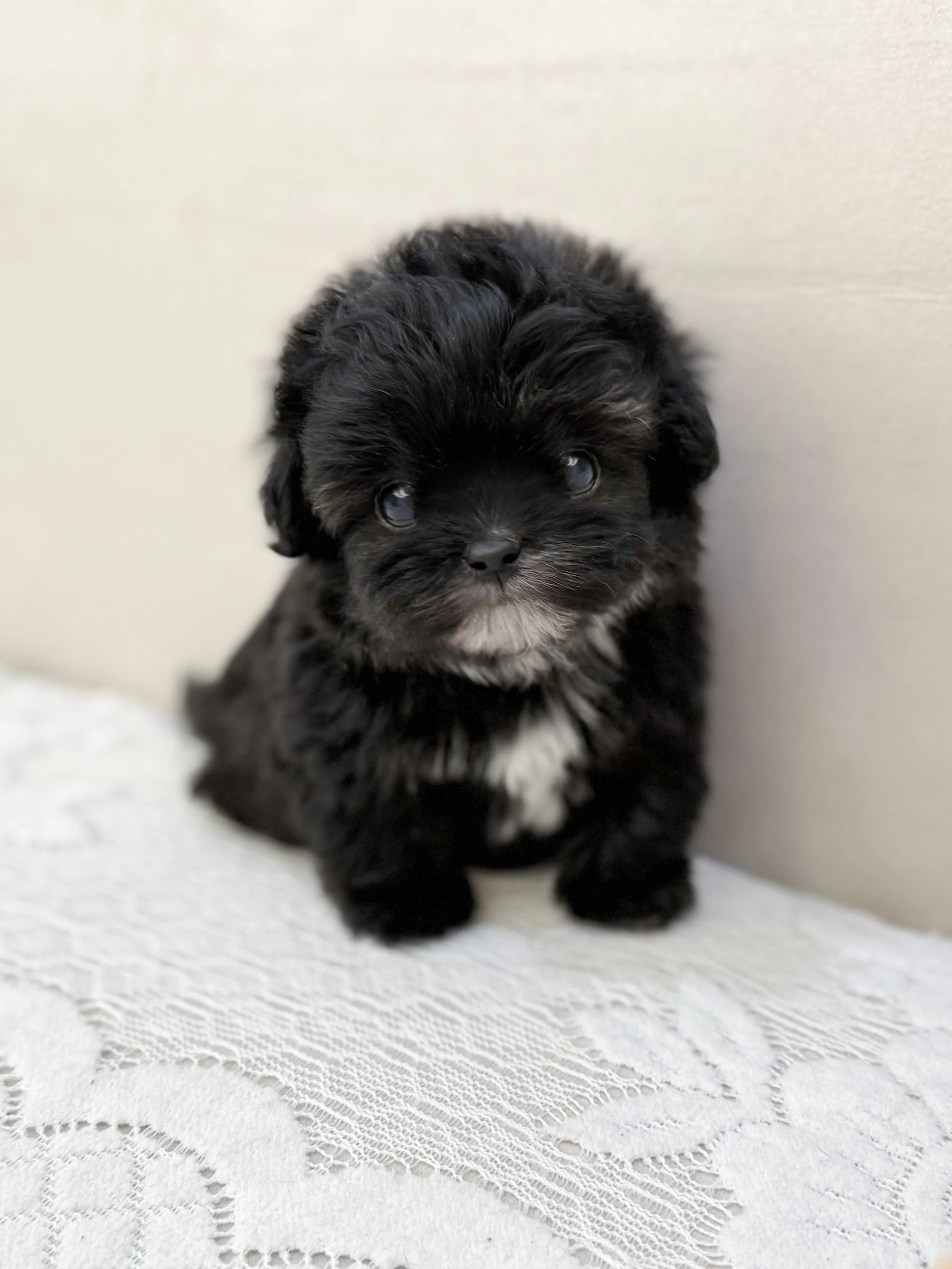 Pocket Pet Teacup Dog