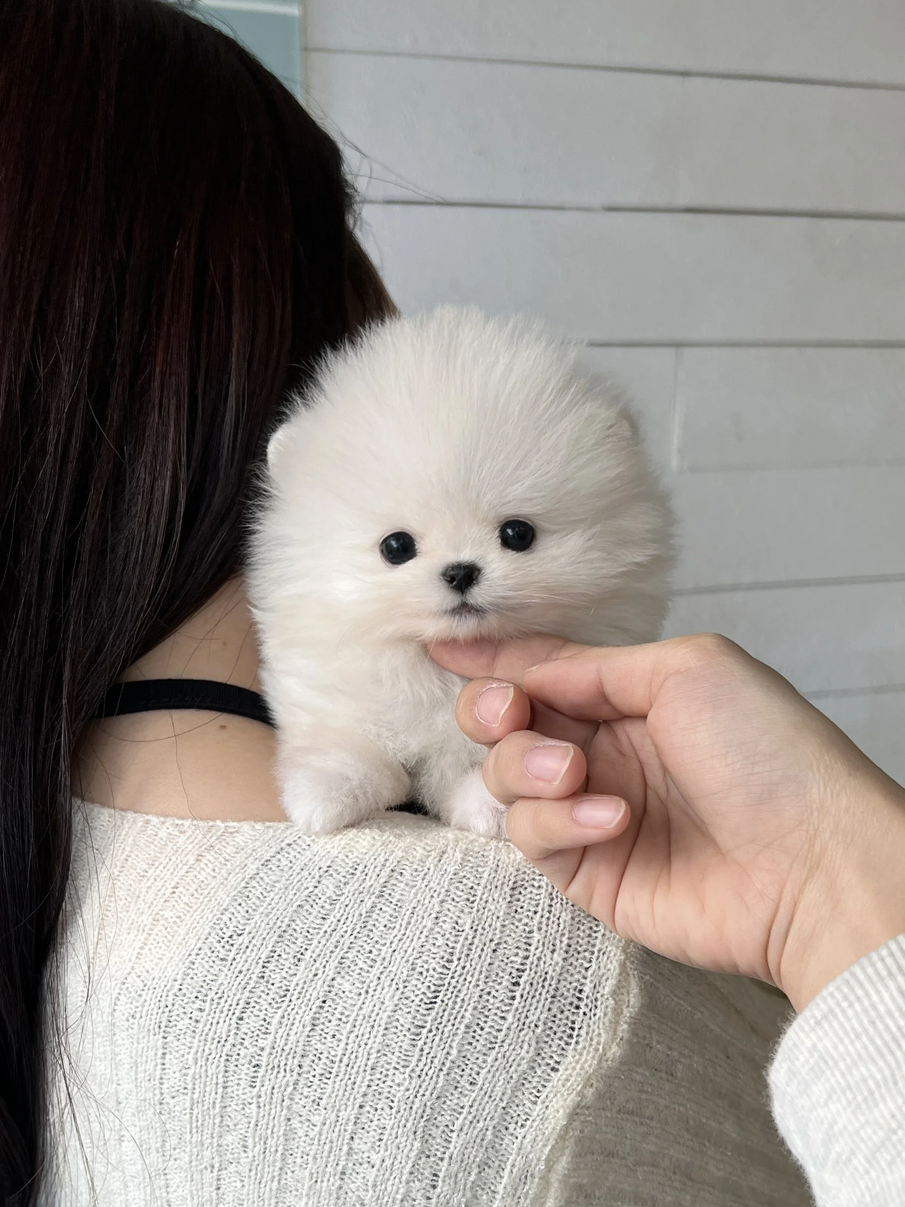 Pocket Pet Teacup Dog