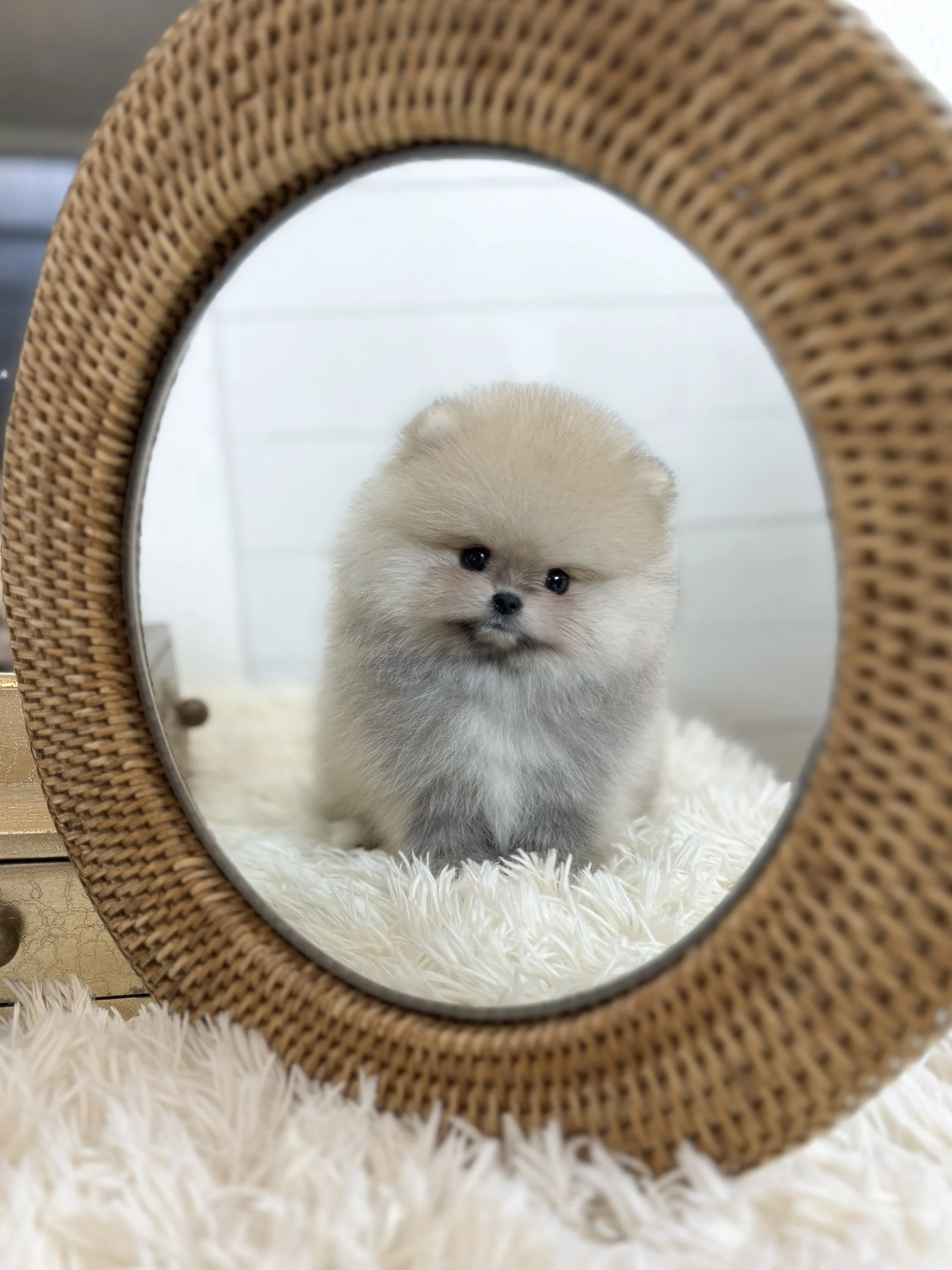 Pocket Pet Teacup Dog