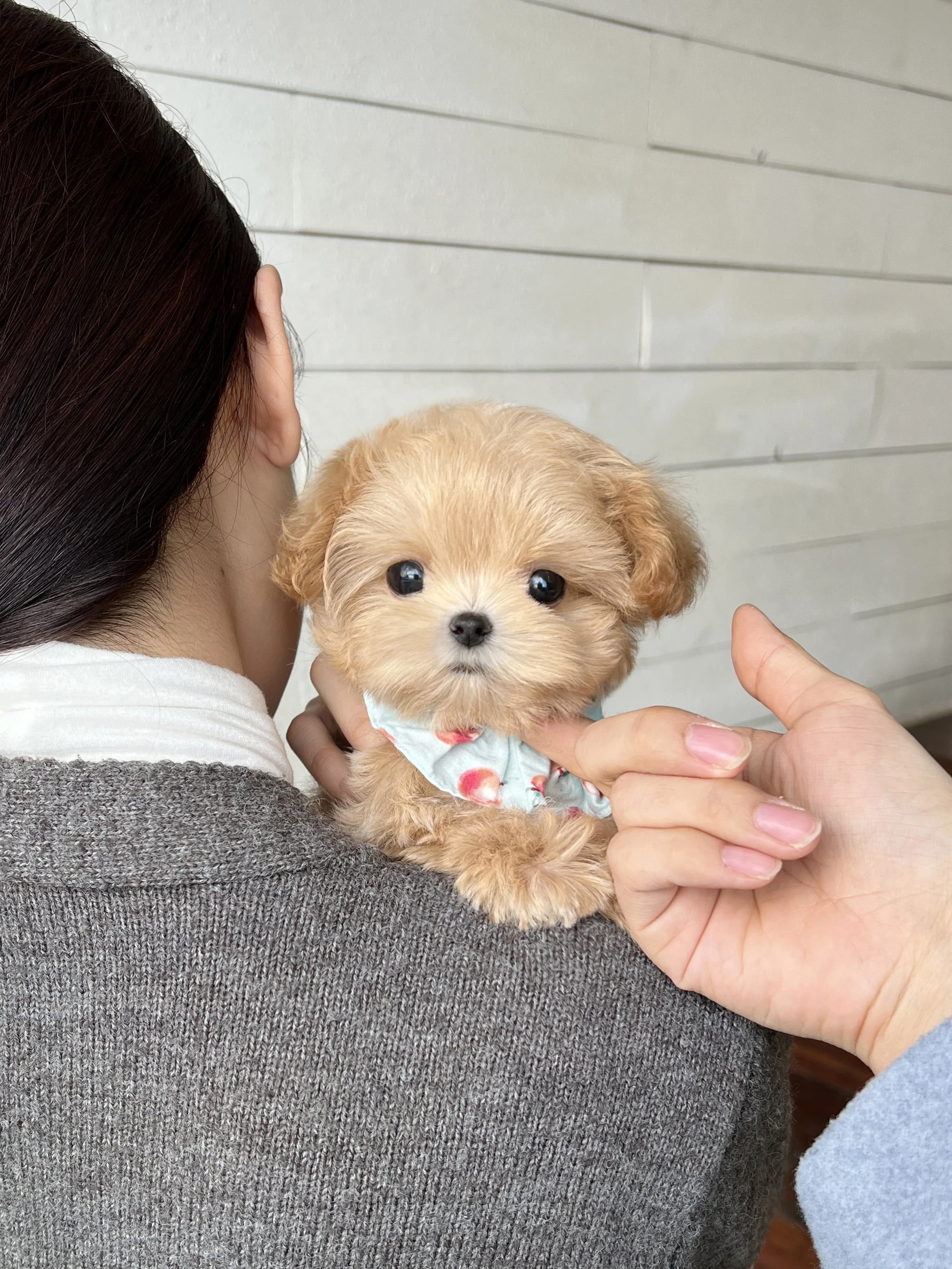 Pocket Pet Teacup Dog