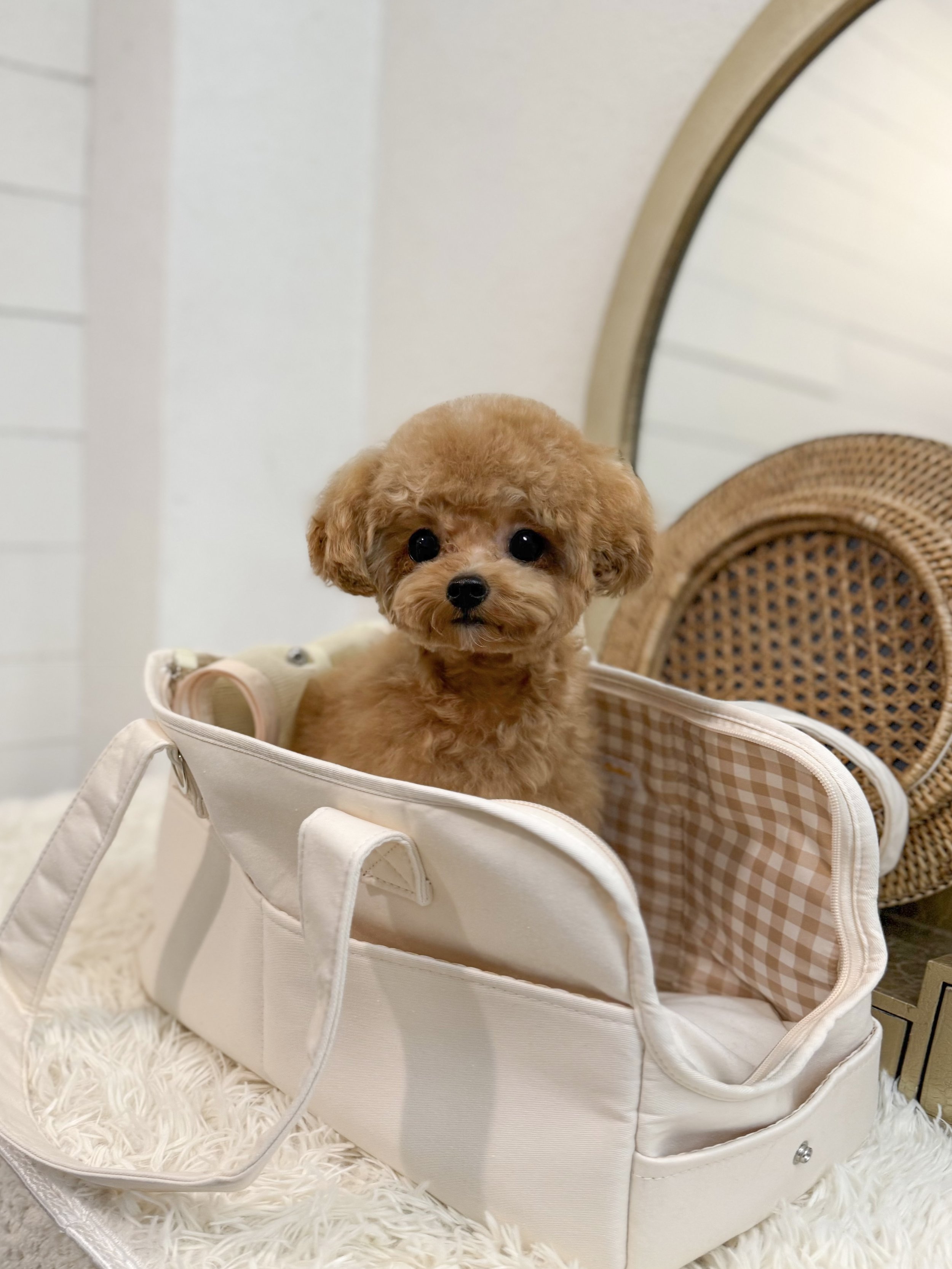 Pocket Pet Teacup Dog