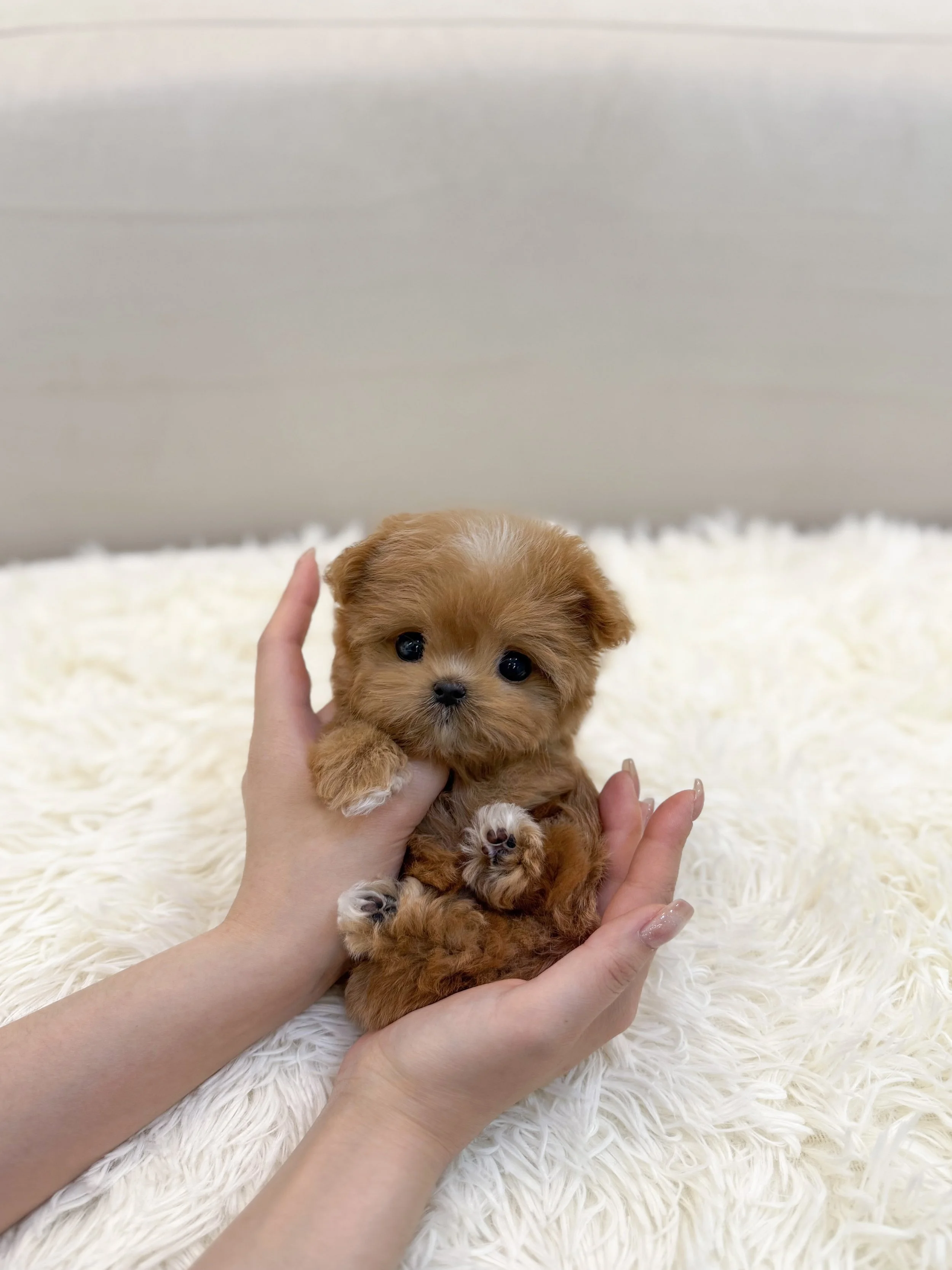 Pocket Pet Teacup Dog