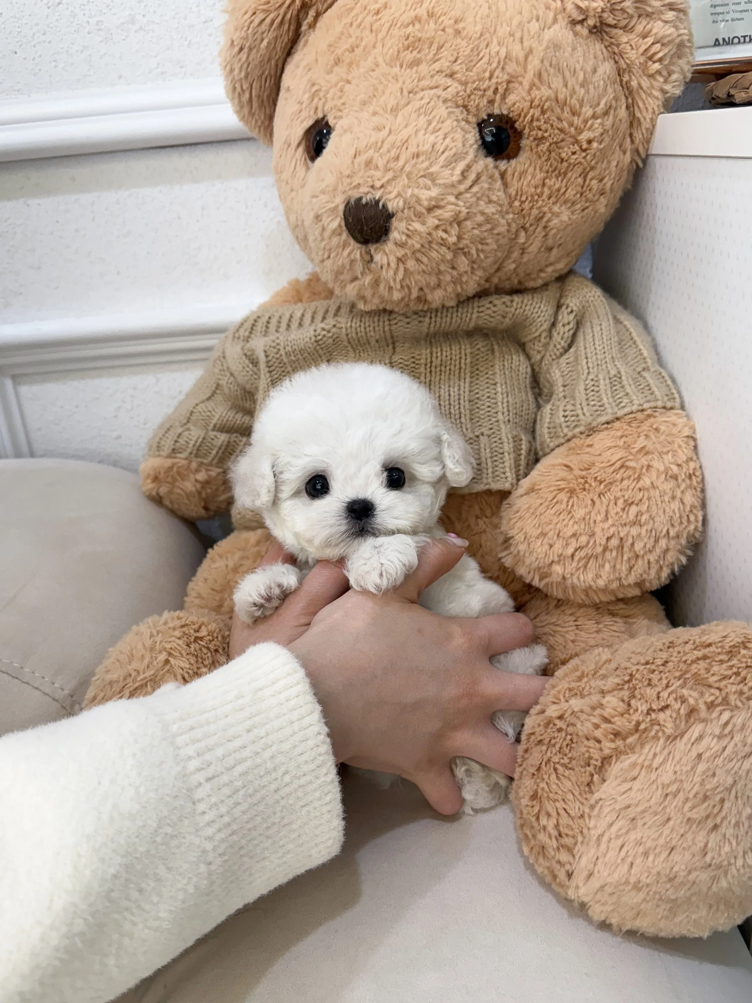 Pocket Pet Teacup Dog