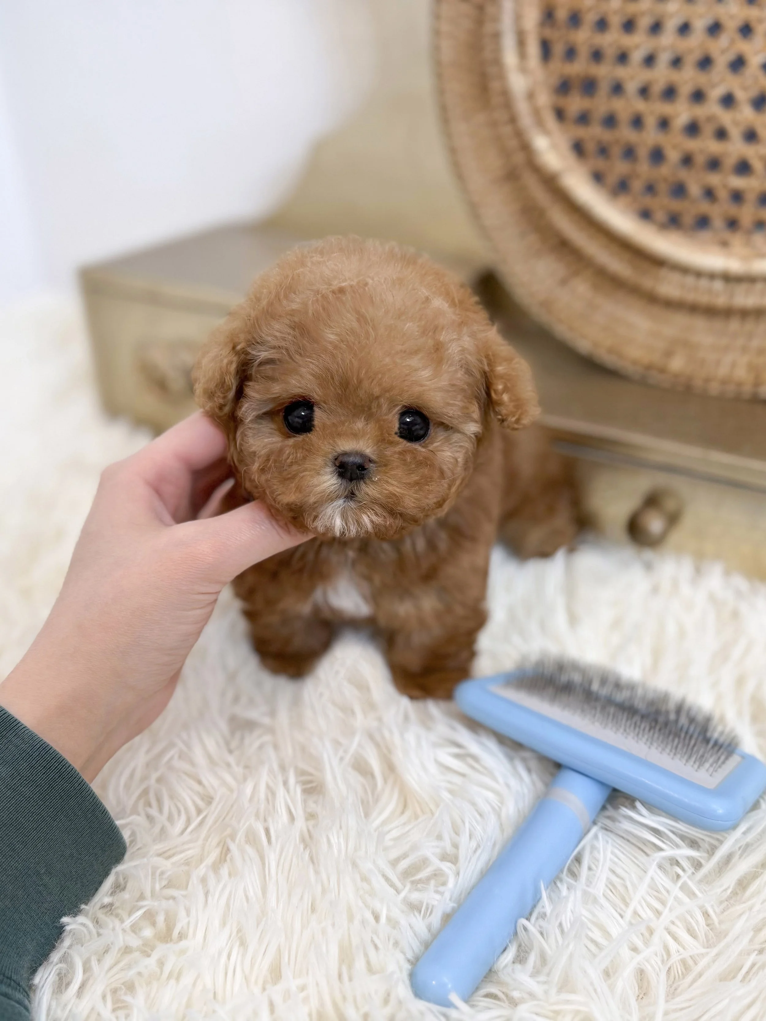 Pocket Pet Teacup Dog