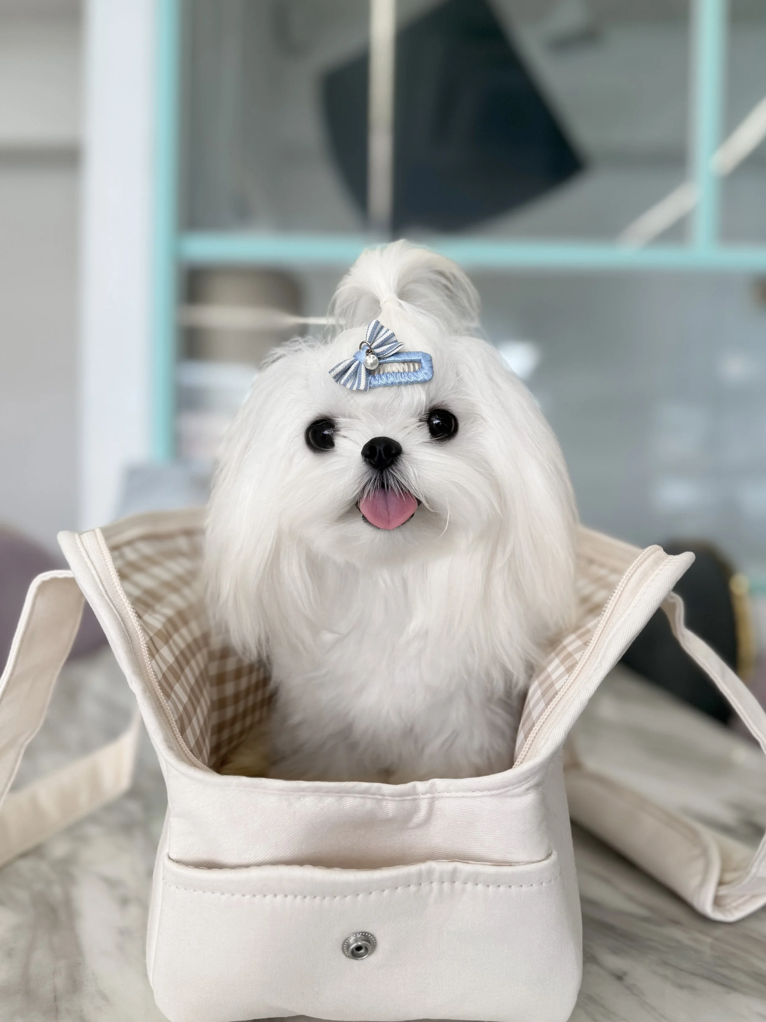 Pocket Pet Teacup Dog