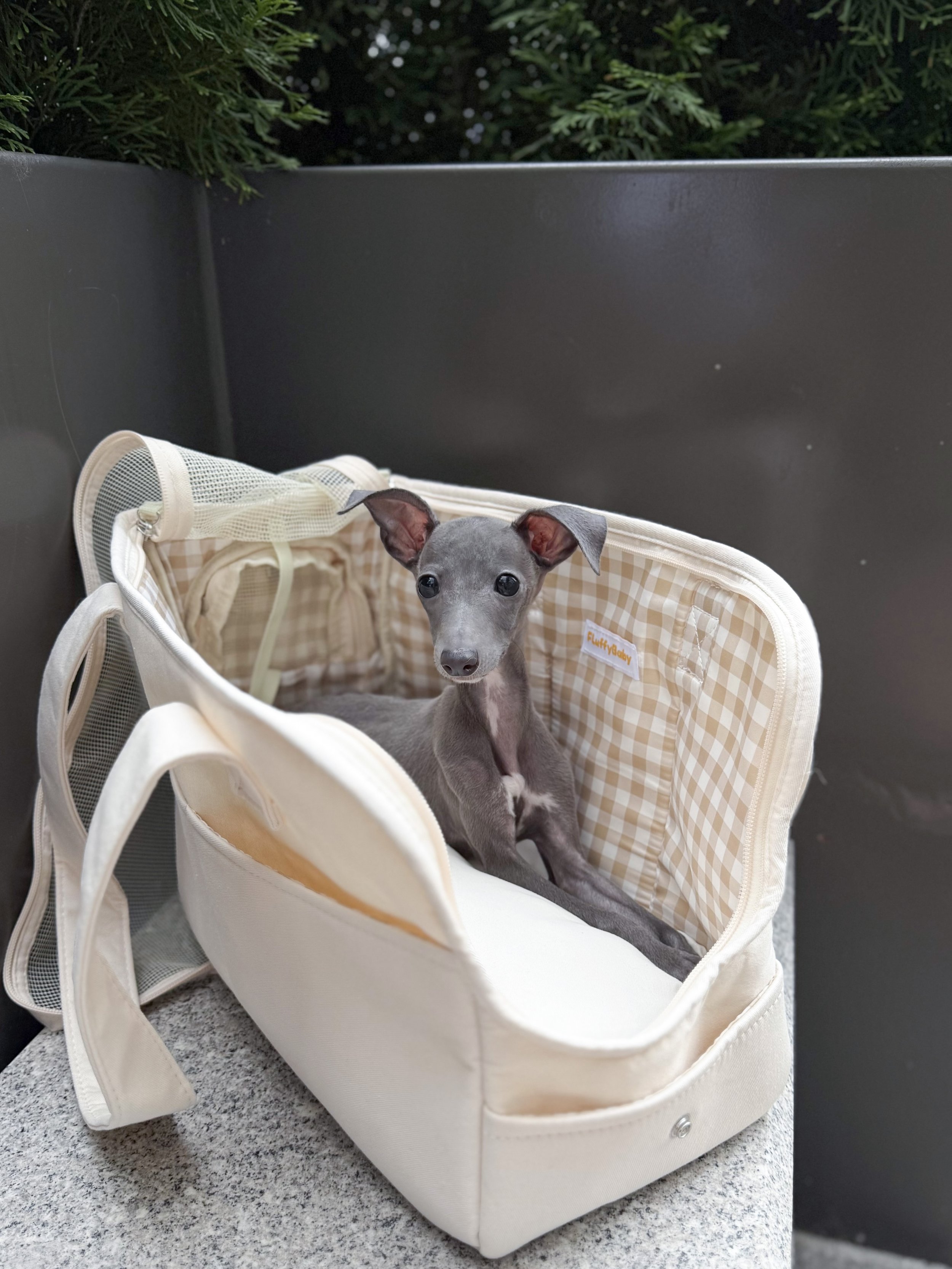 Pocket Pet Teacup Dog