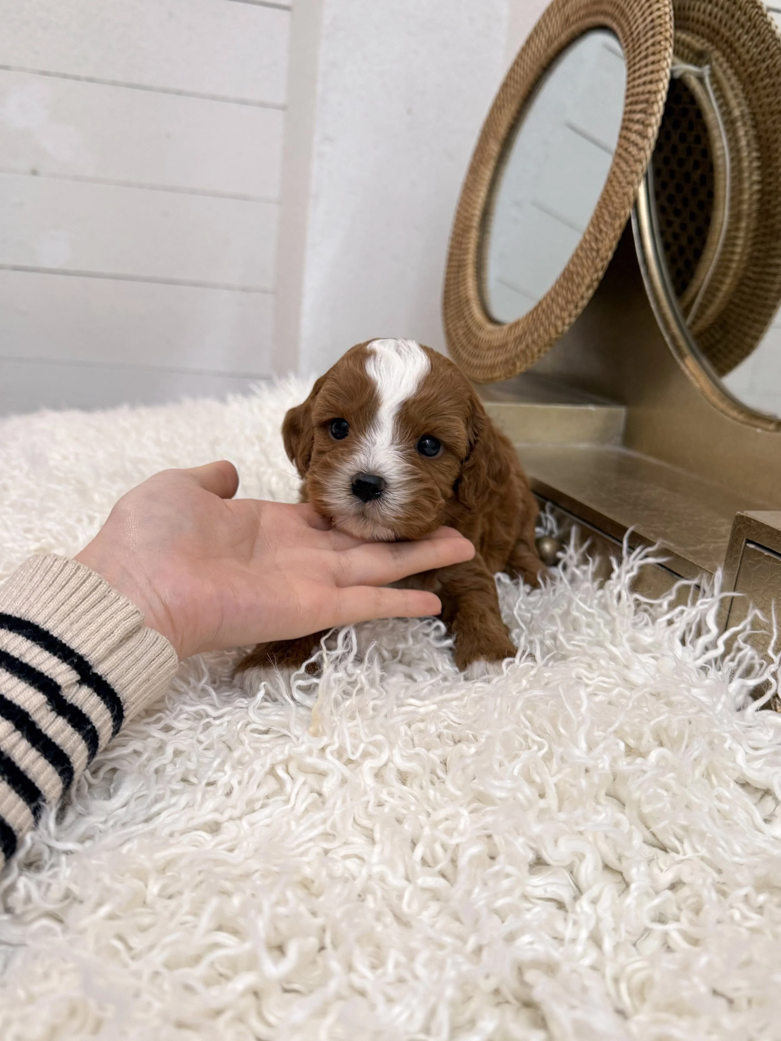 Pocket Pet Teacup Dog