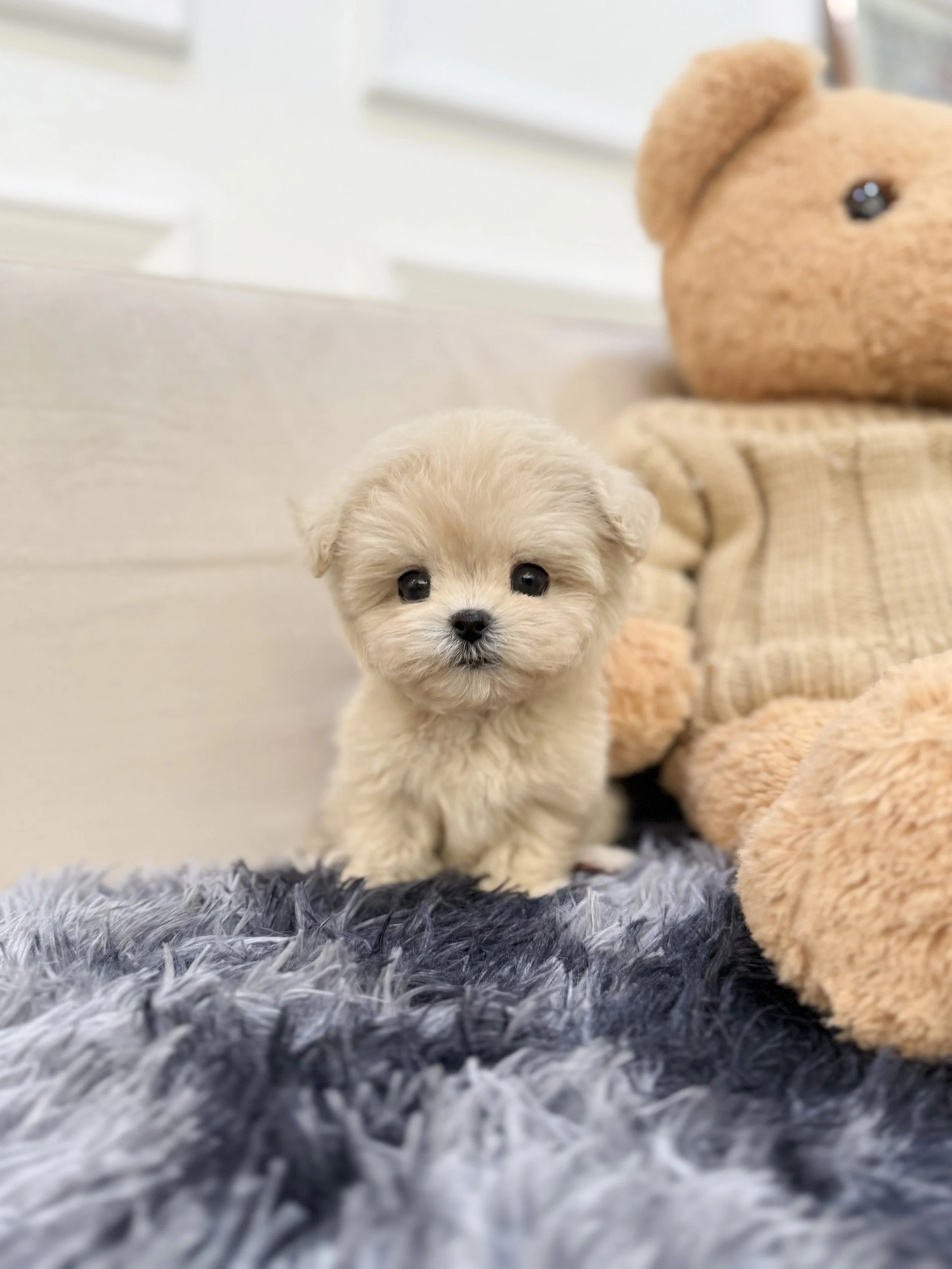 Pocket Pet Teacup Dog