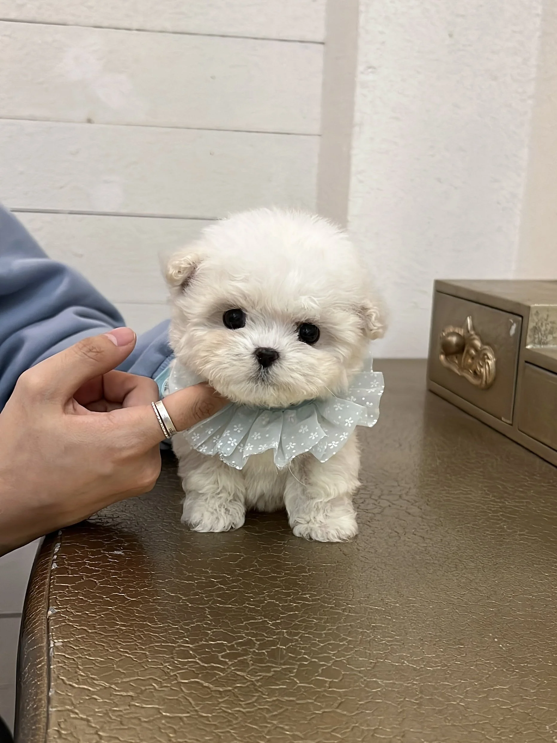 Pocket Pet Teacup Dog
