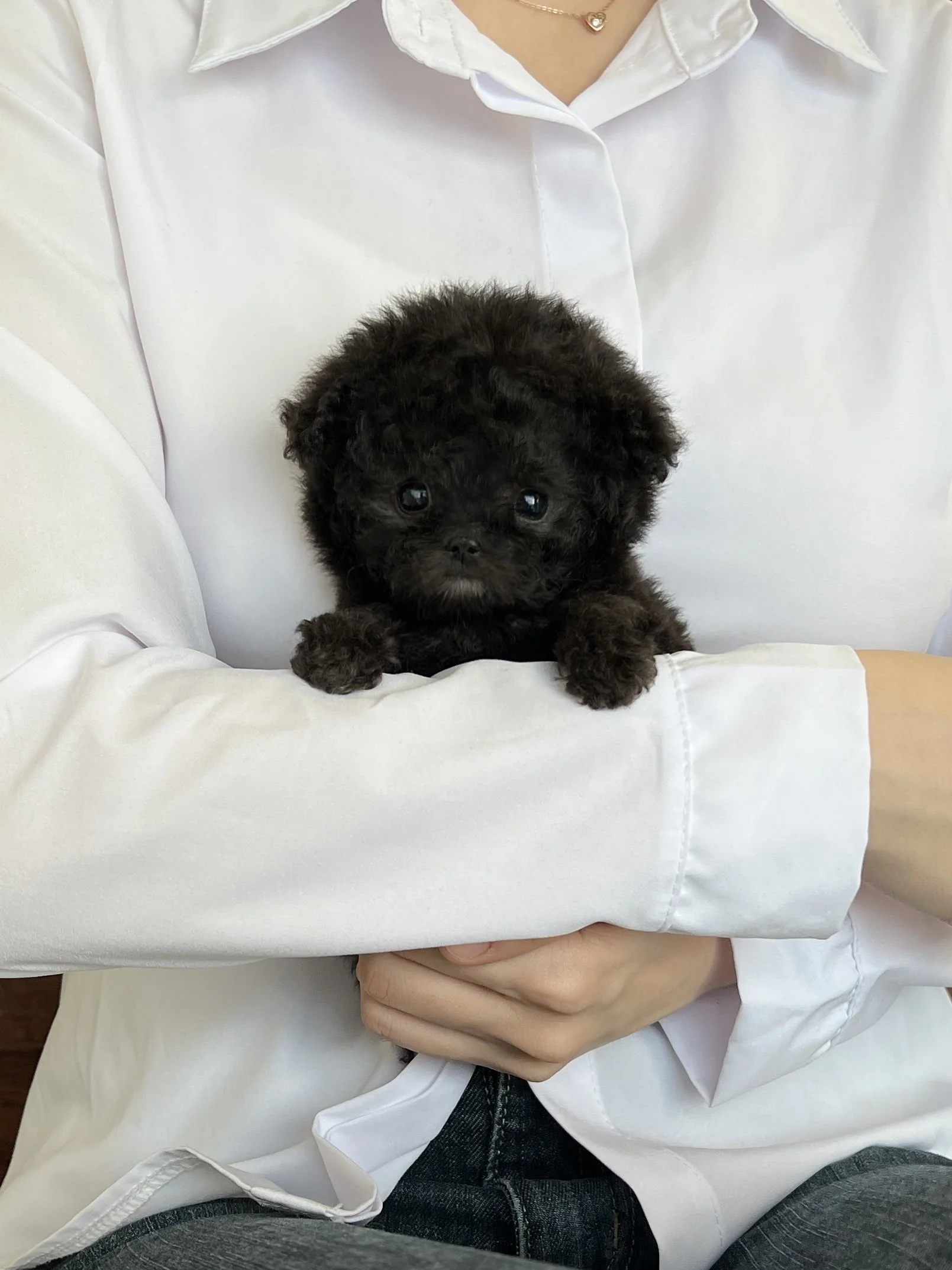 Pocket Pet Teacup Dog