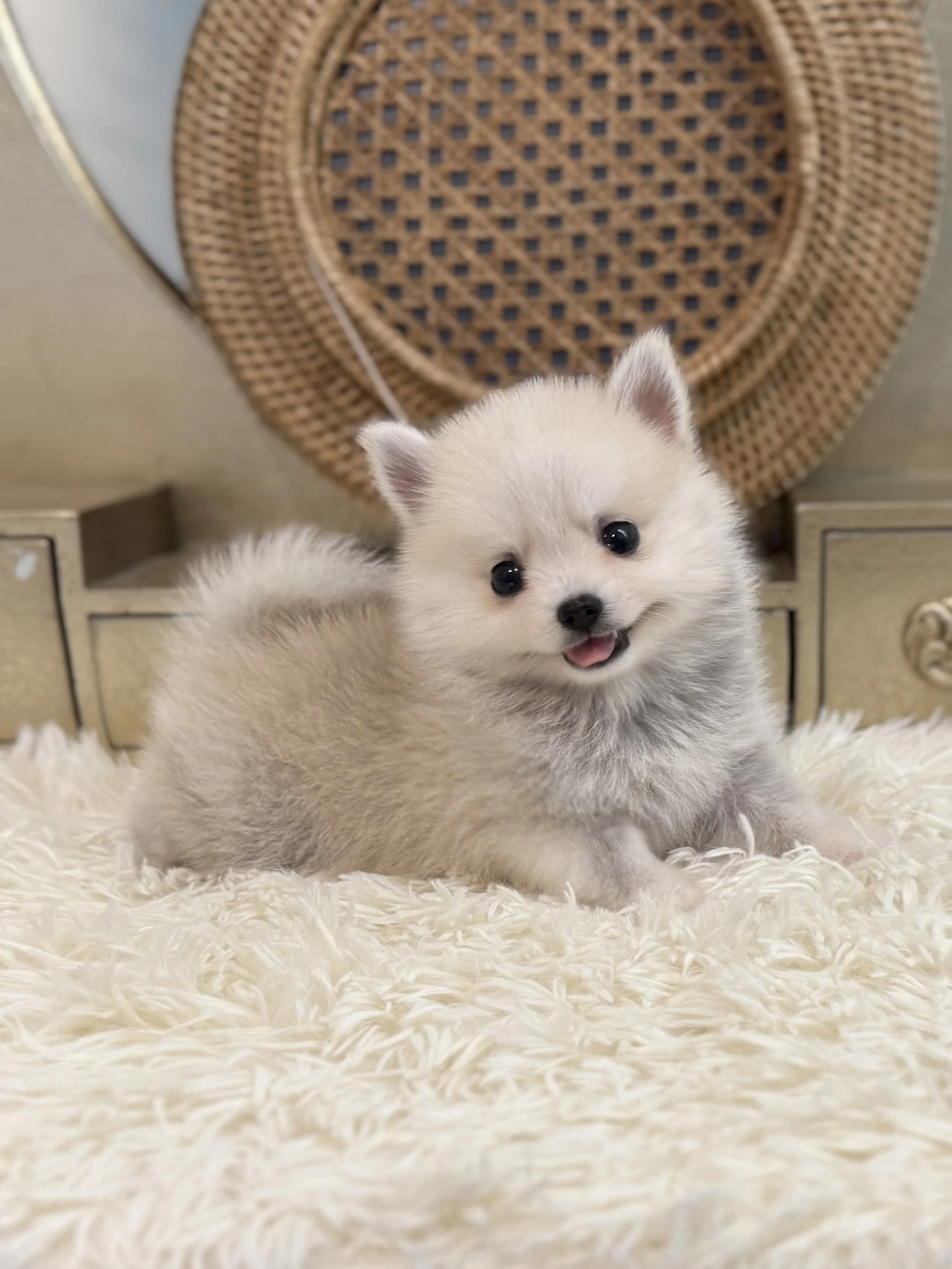 Pocket Pet Teacup Dog