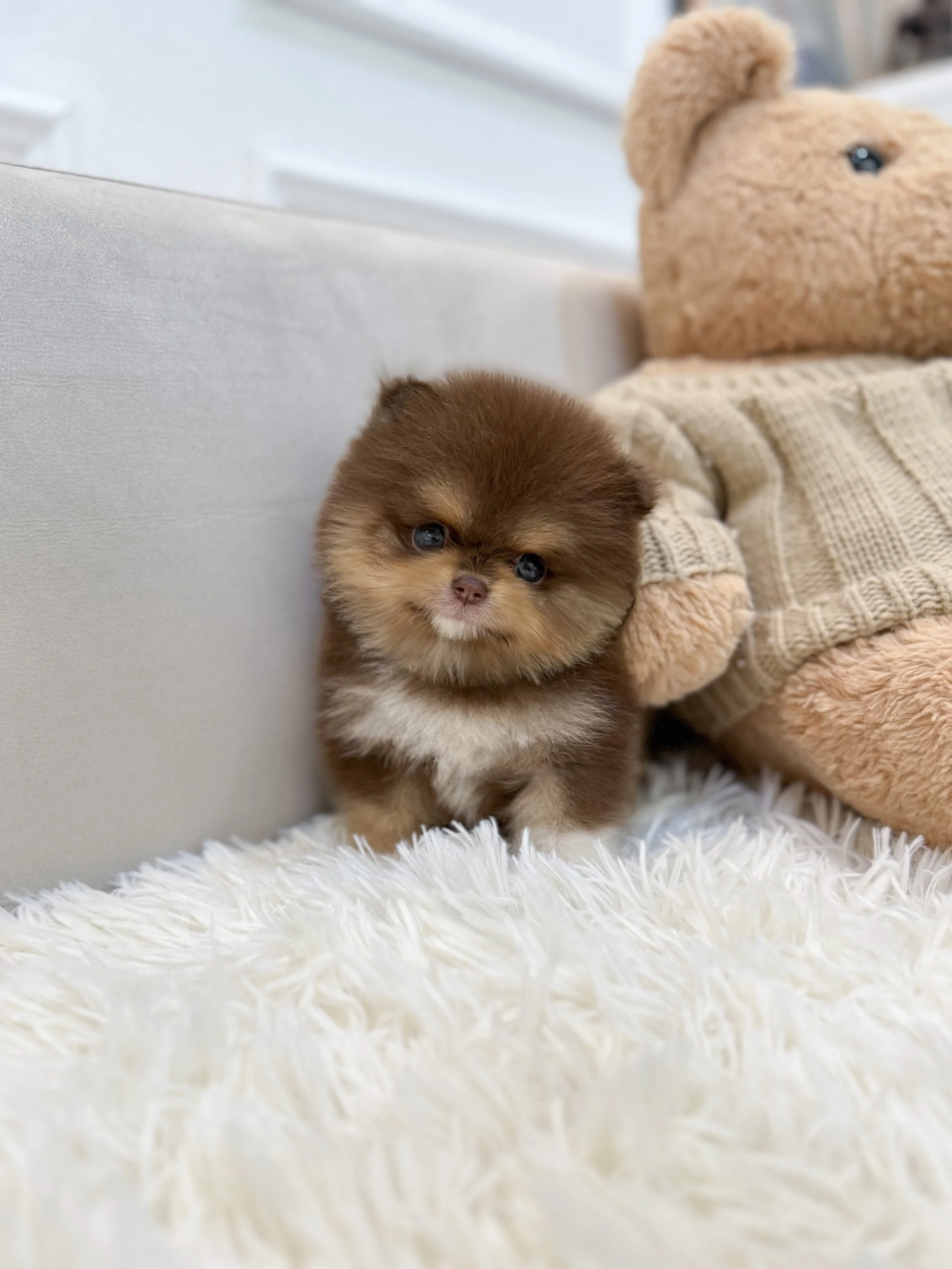 Pocket Pet Teacup Dog