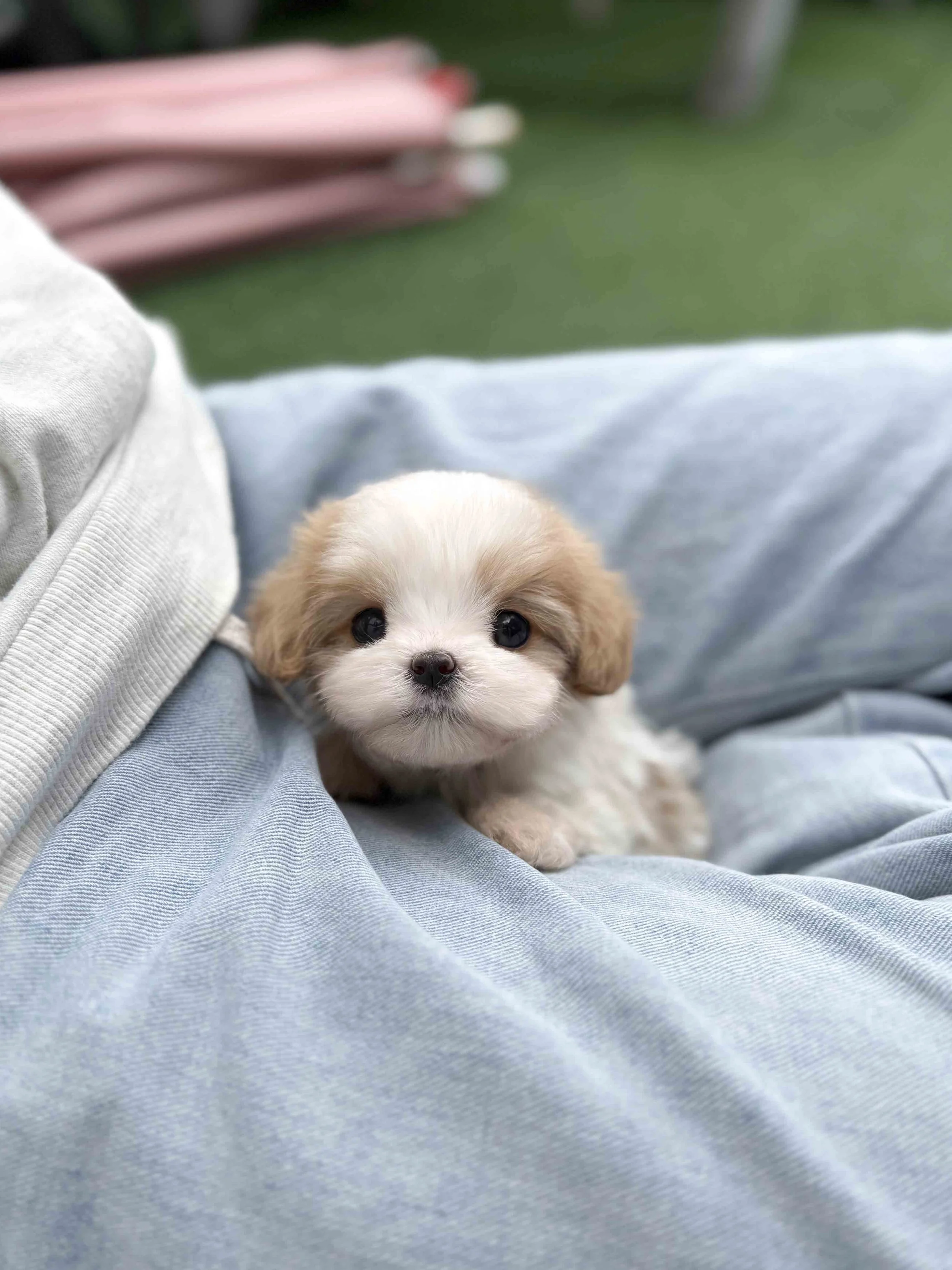 Pocket Pet Teacup Dog