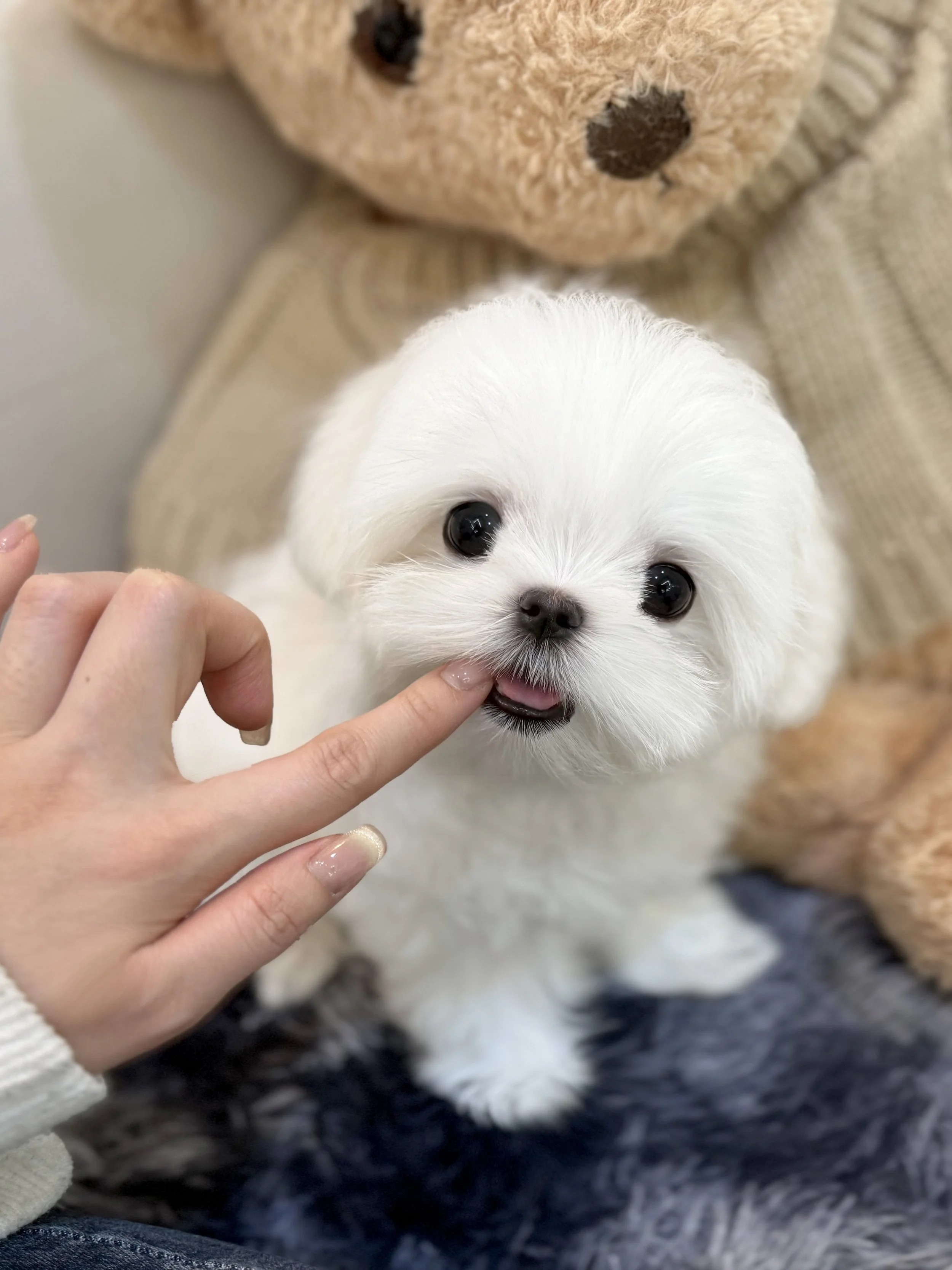 Pocket Pet Teacup Dog