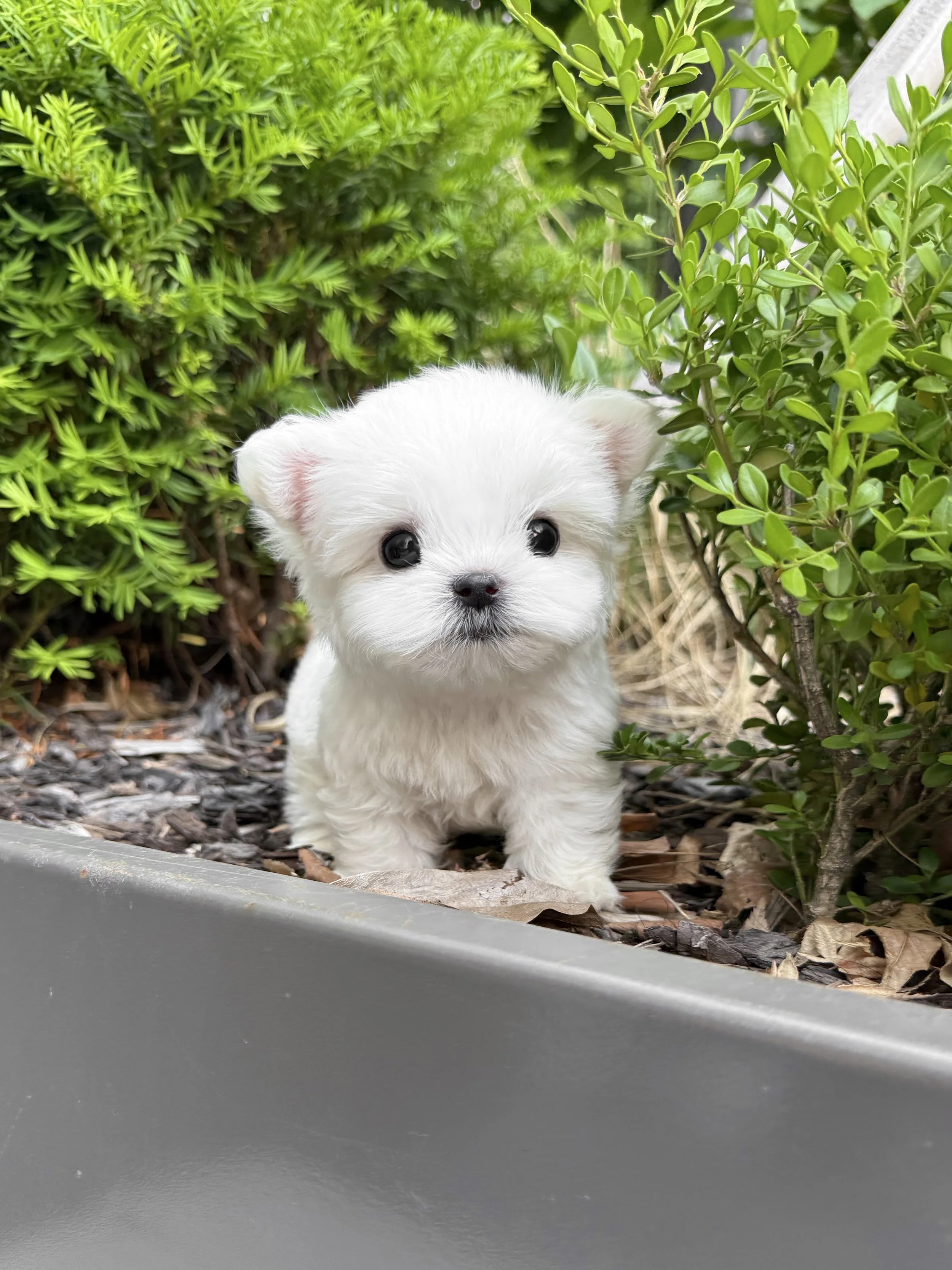 Pocket Pet Teacup Dog
