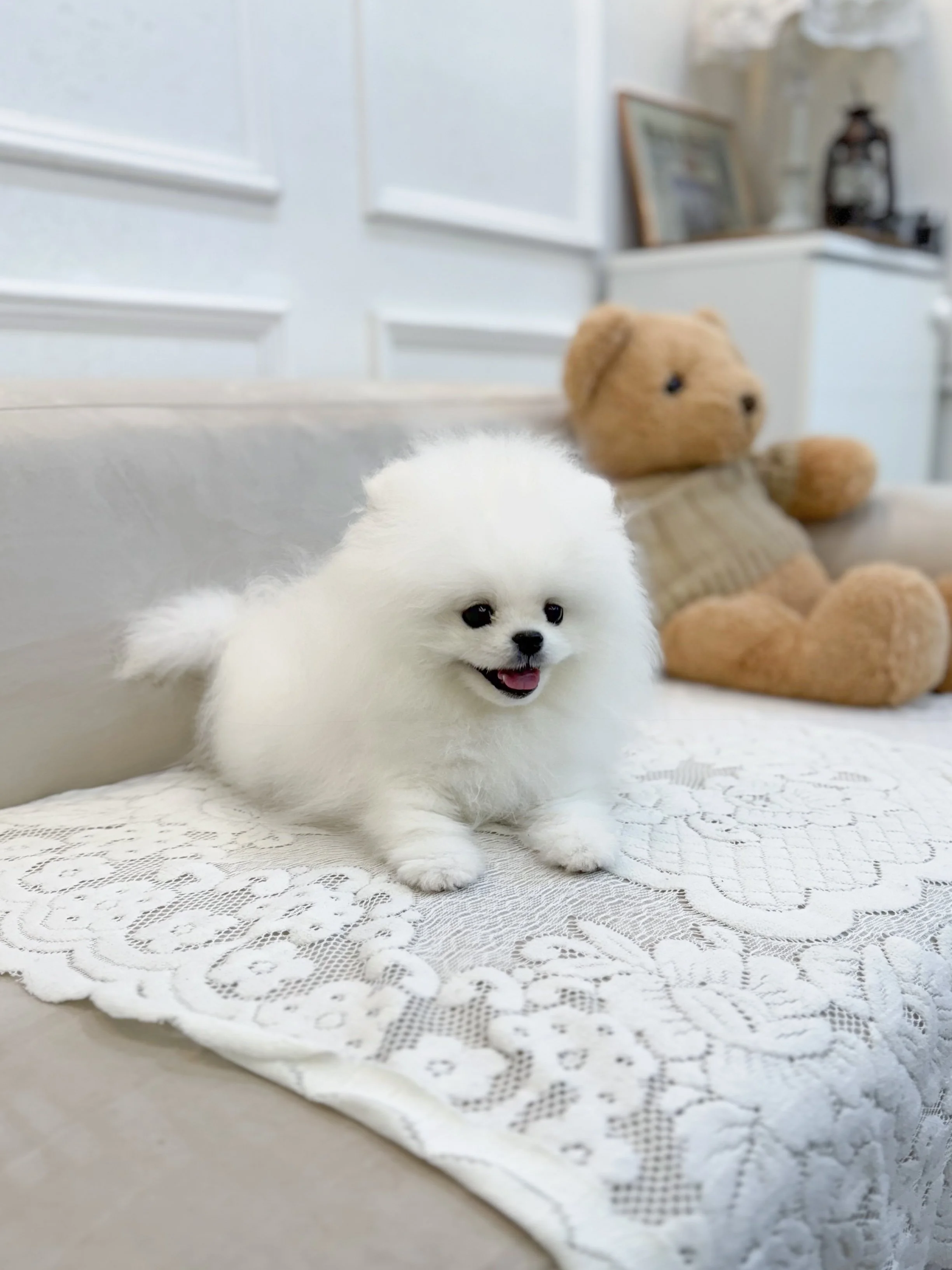 Pocket Pet Teacup Dog