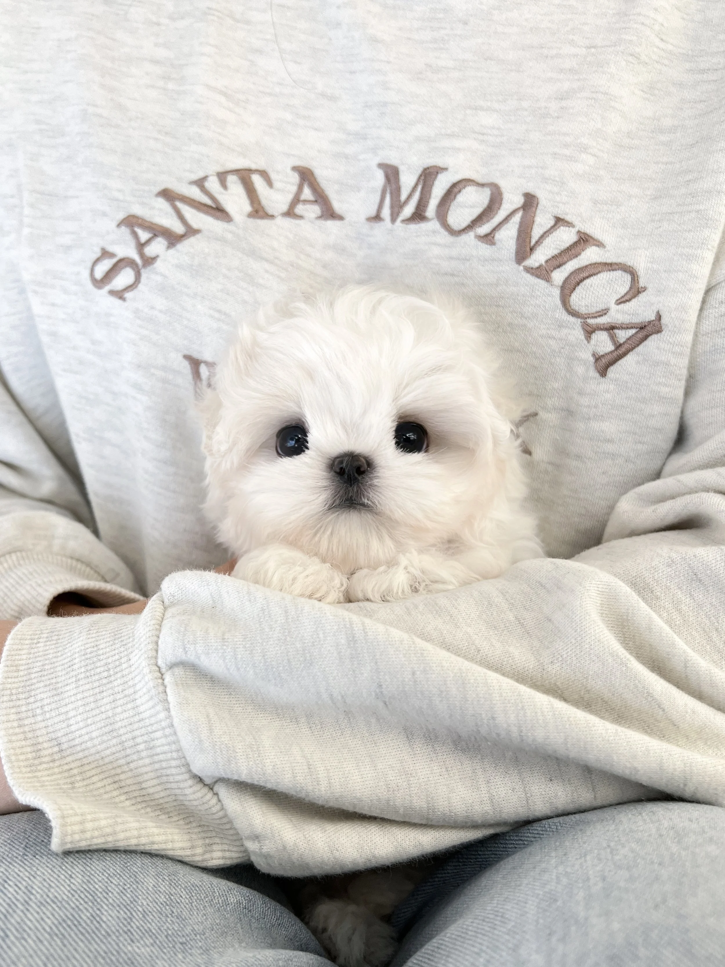 Pocket Pet Teacup Dog