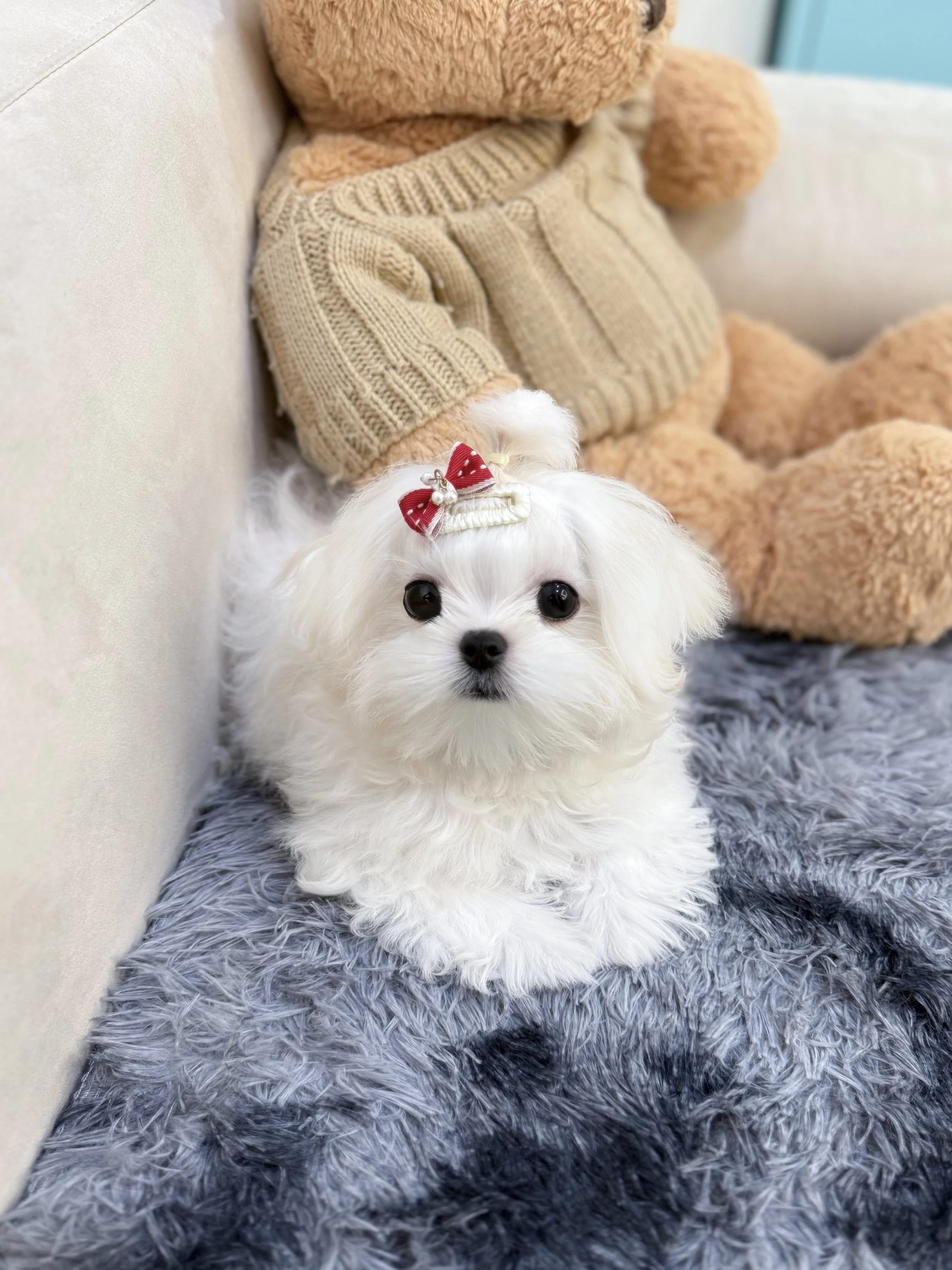 Pocket Pet Teacup Dog