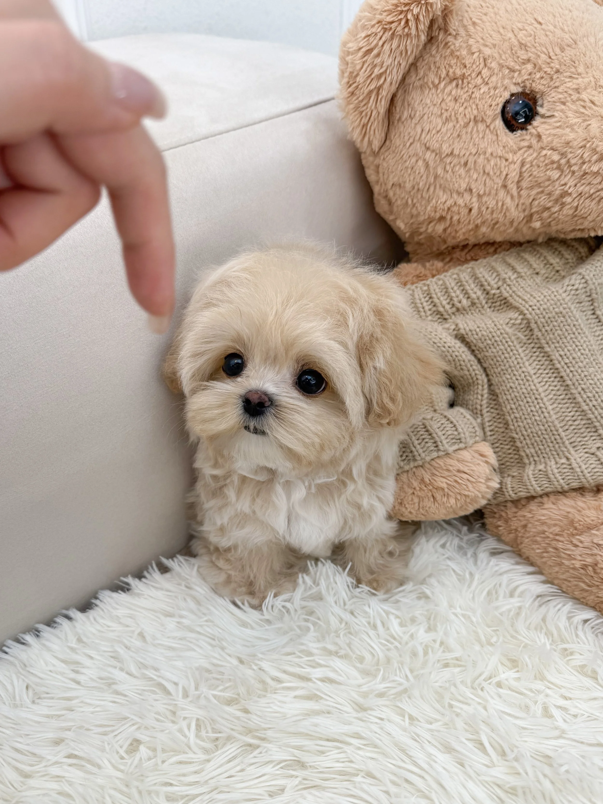 Pocket Pet Teacup Dog