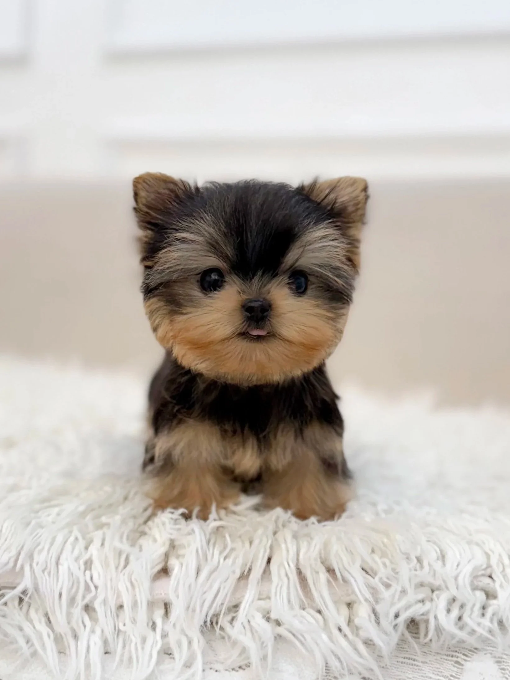 Pocket Pet Teacup Dog