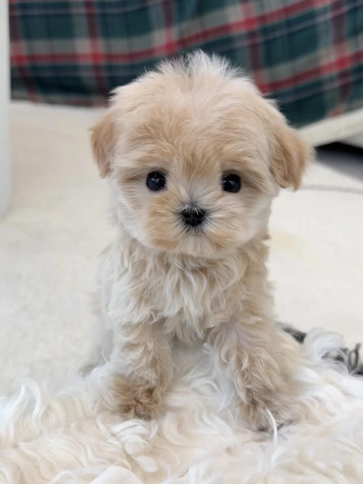 Pocket Pet Teacup Dog