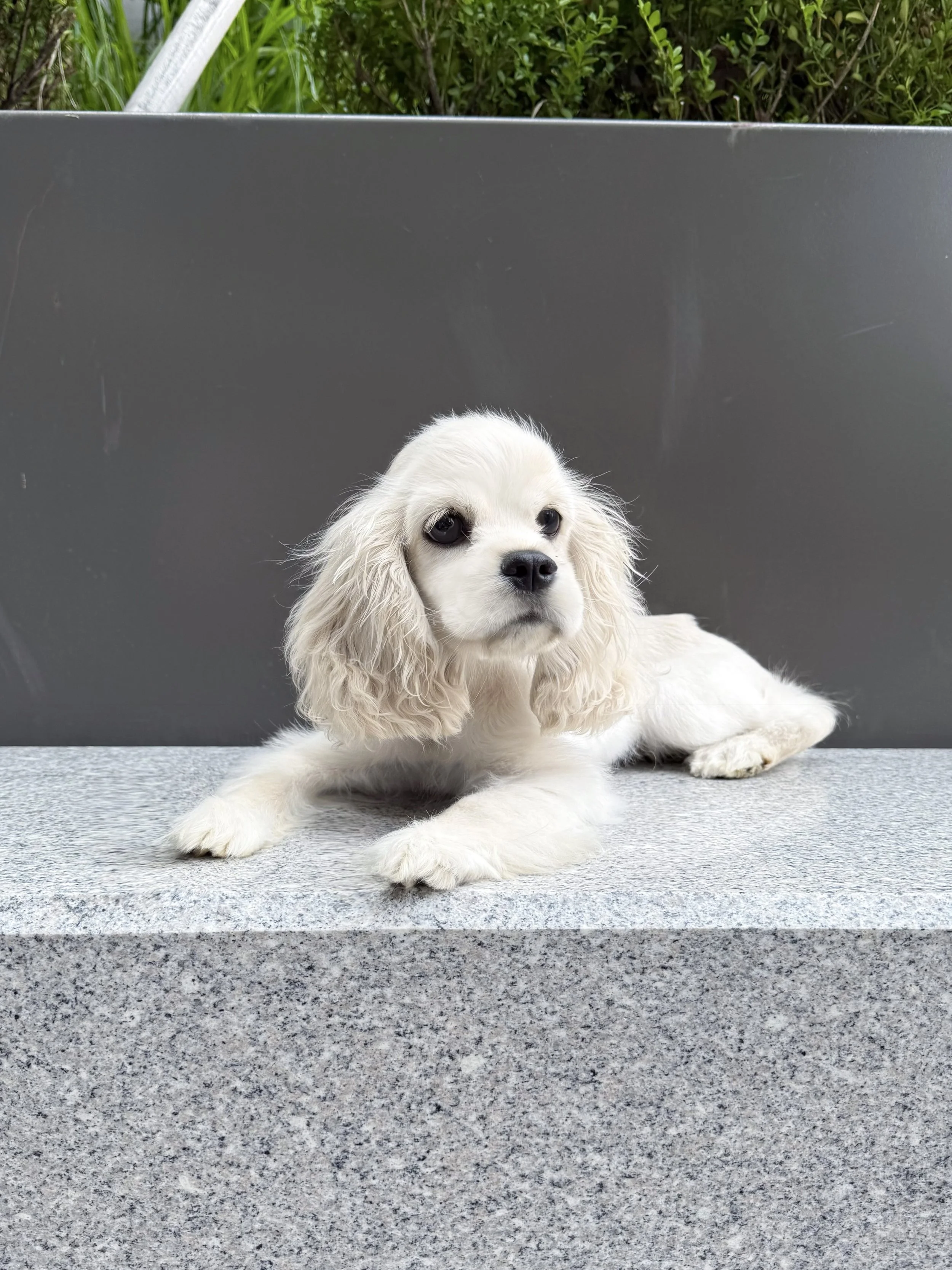 Pocket Pet Teacup Dog