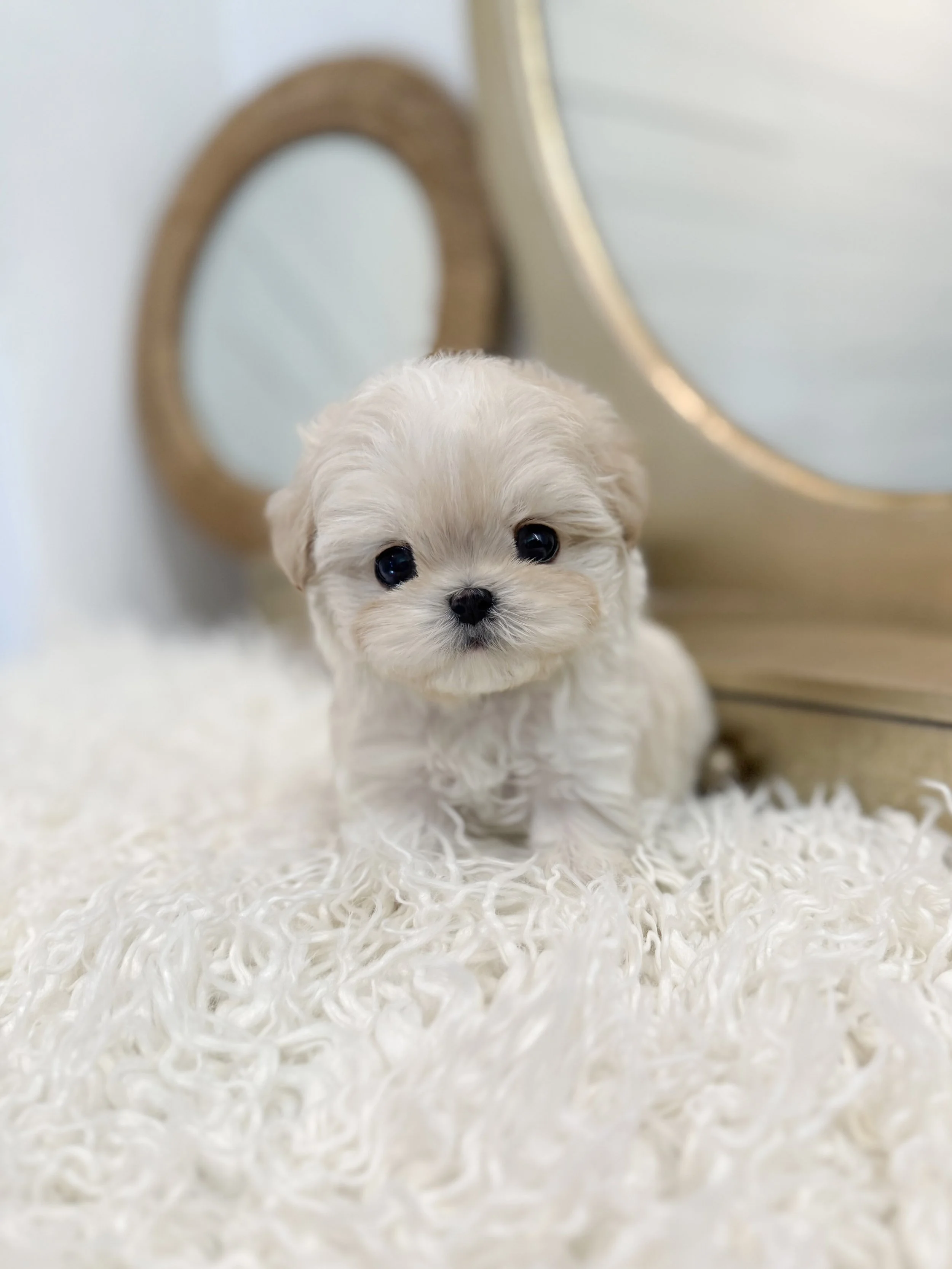 Pocket Pet Teacup Dog