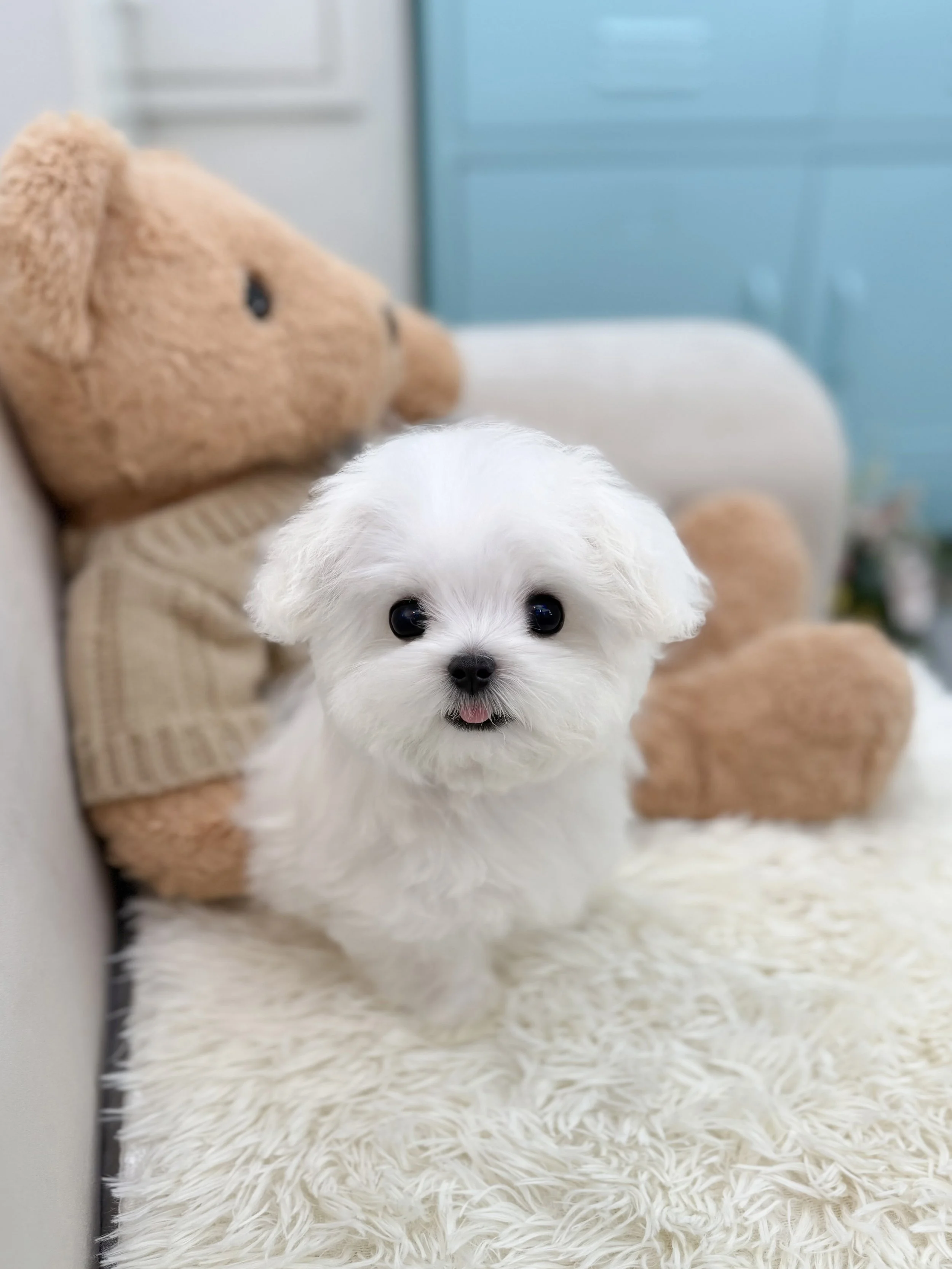 Pocket Pet Teacup Dog