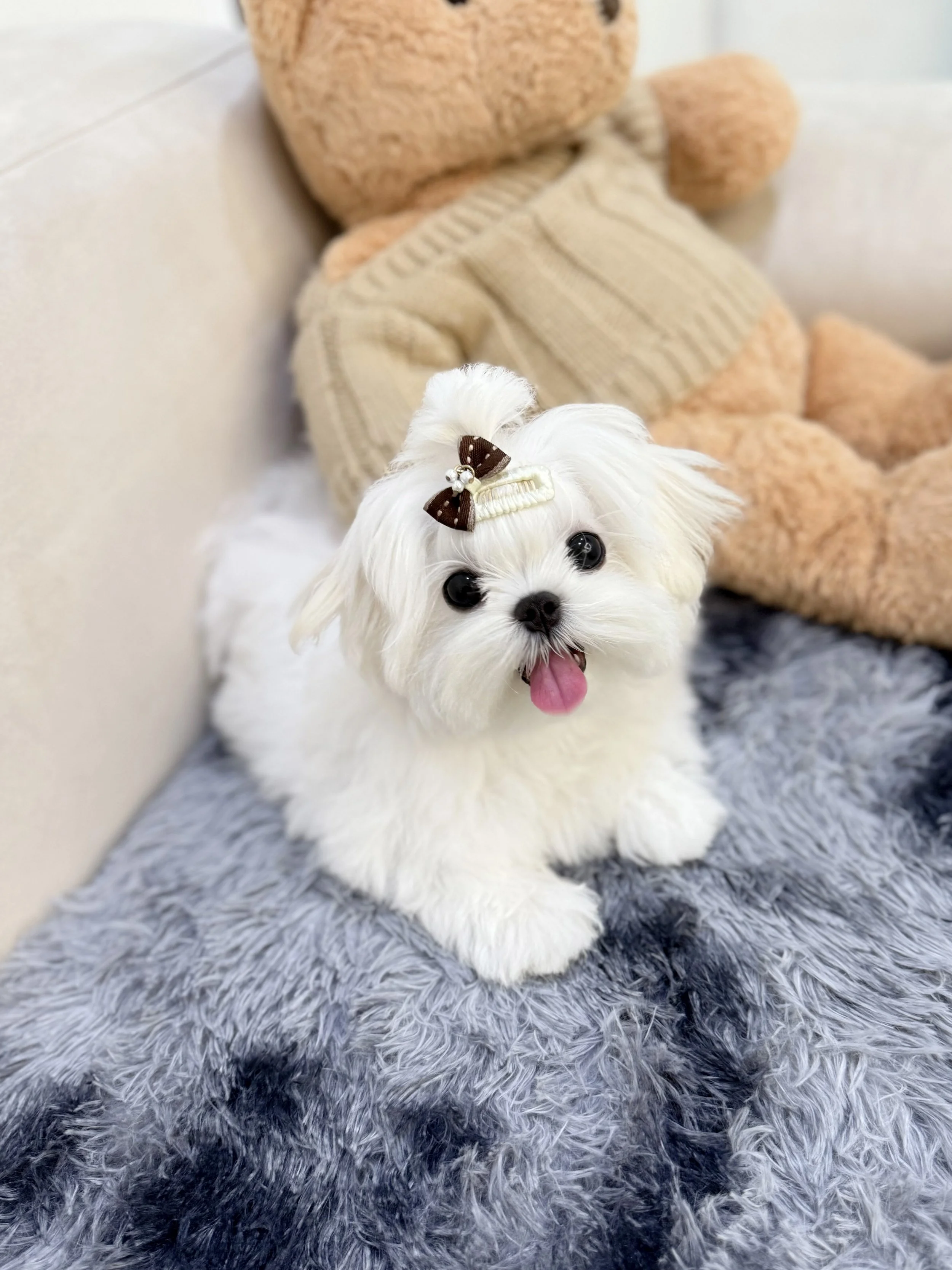 Pocket Pet Teacup Dog