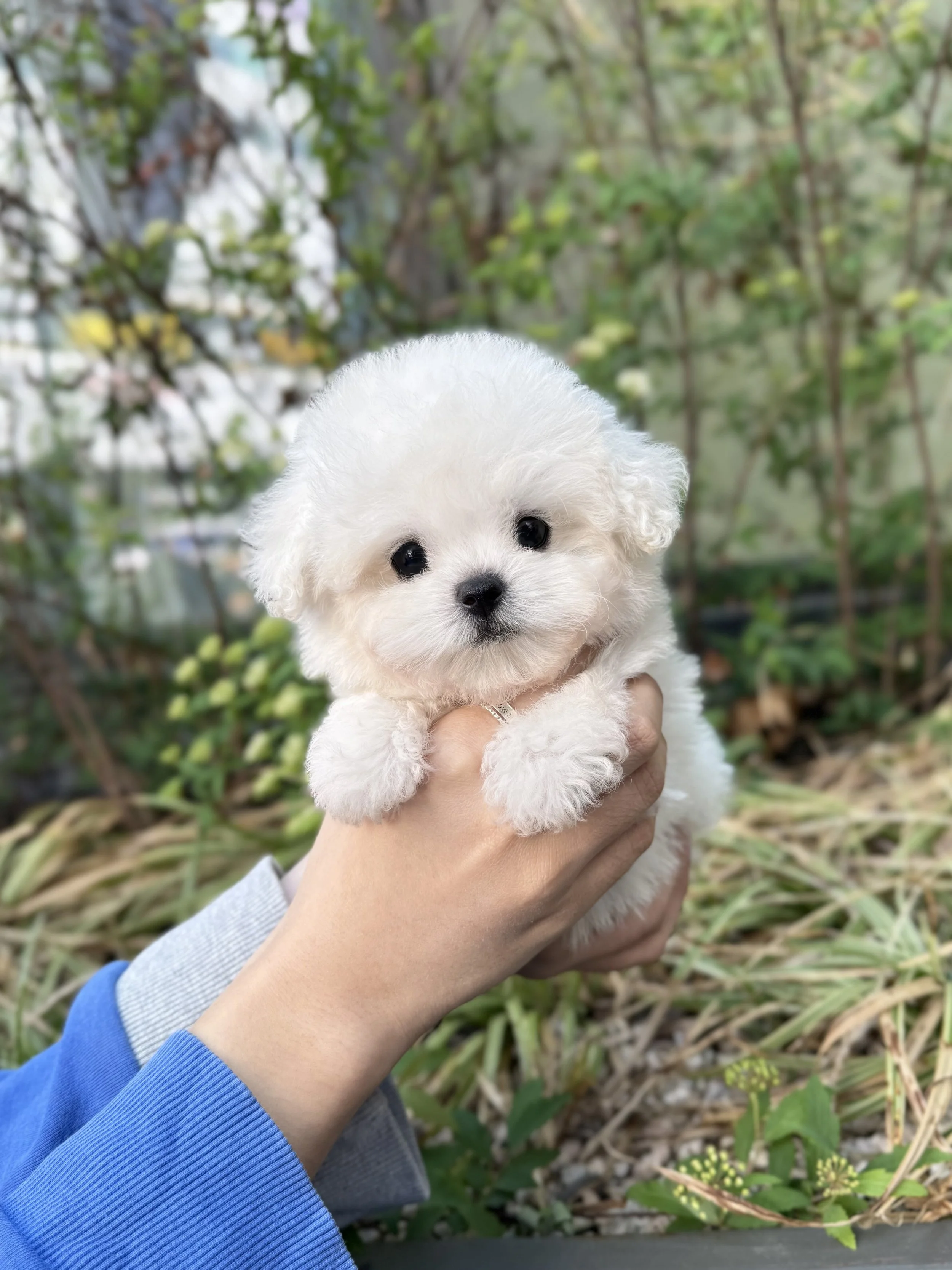 Pocket Pet Teacup Dog