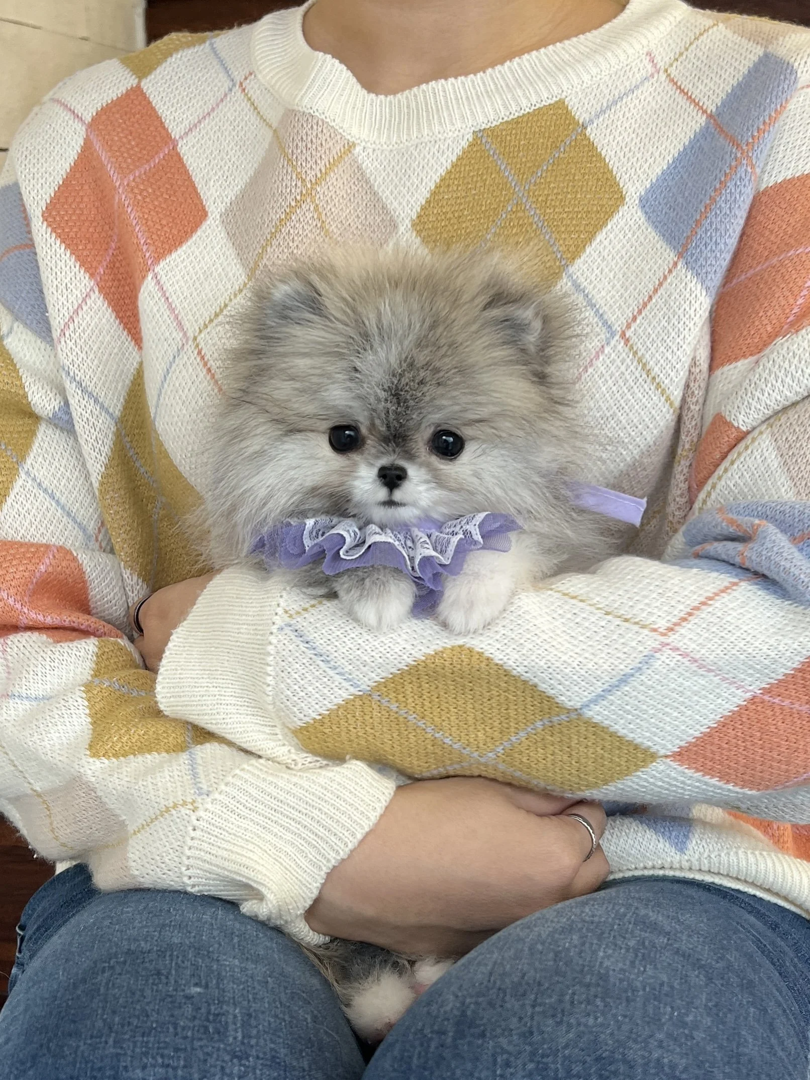 Pocket Pet Teacup Dog