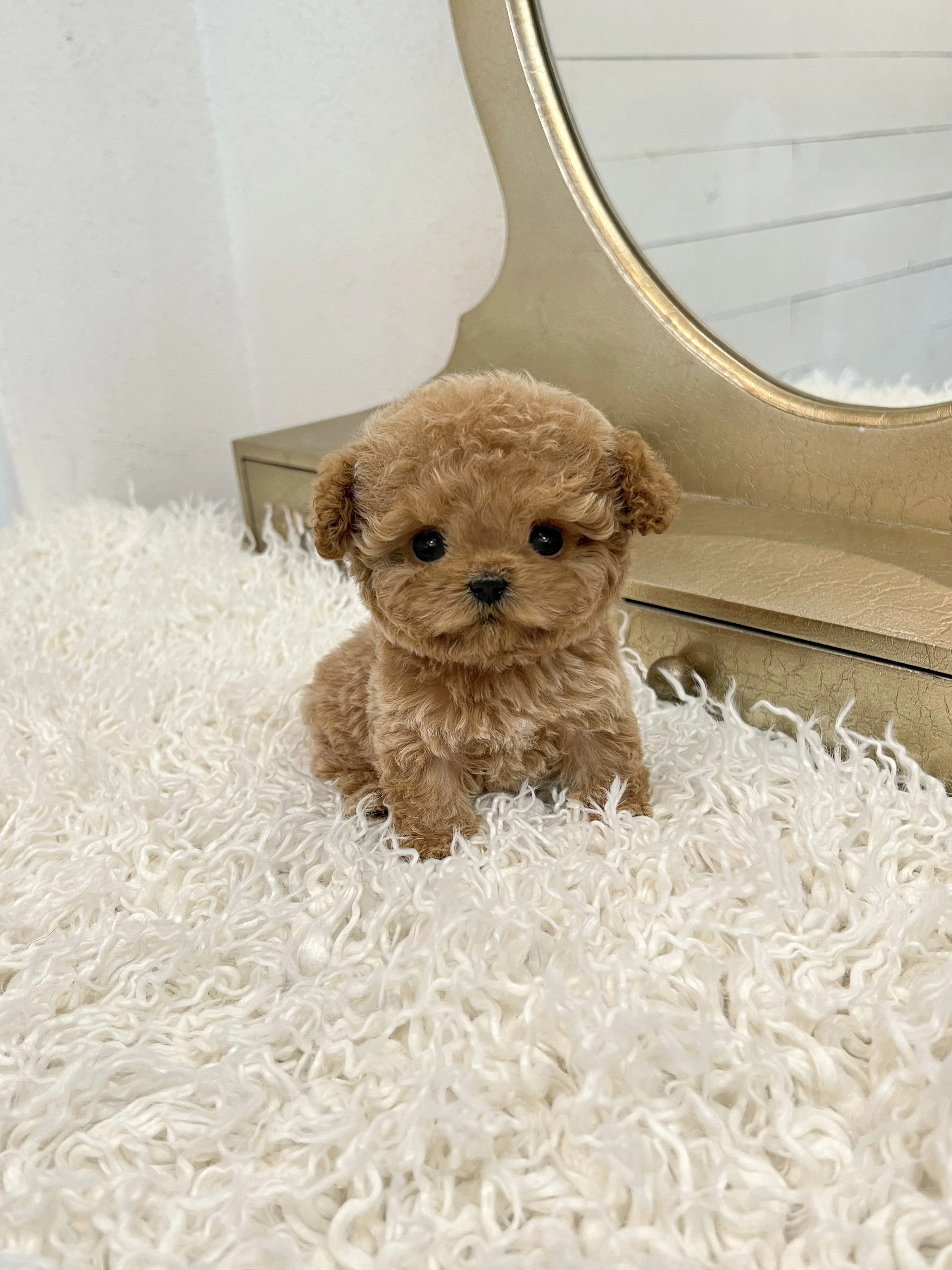 Pocket Pet Teacup Dog