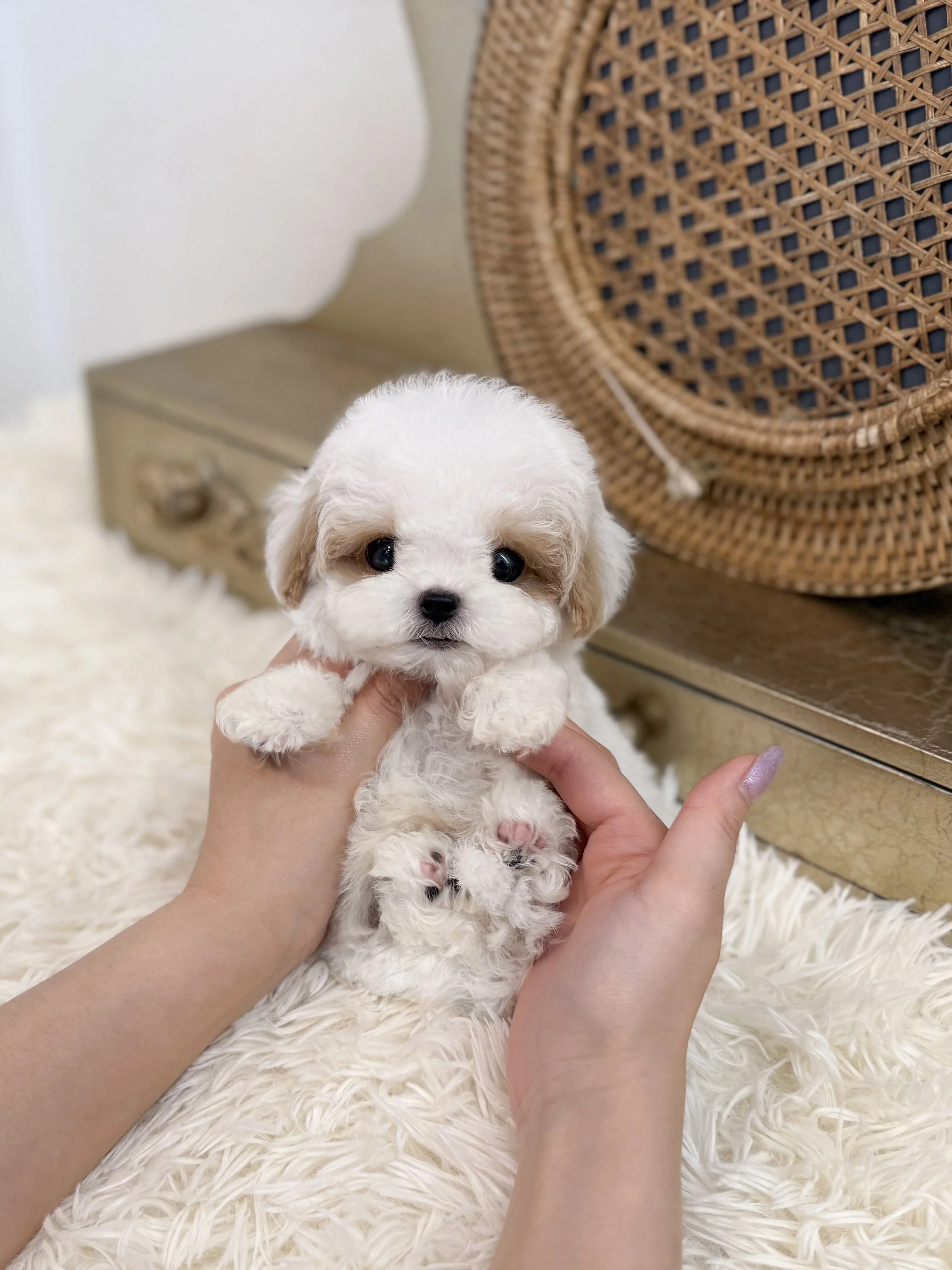 Pocket Pet Teacup Dog