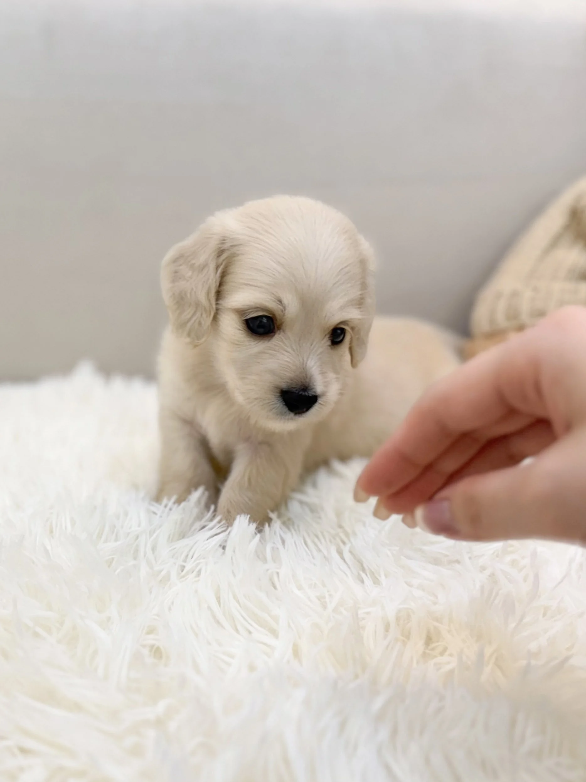Pocket Pet Teacup Dog