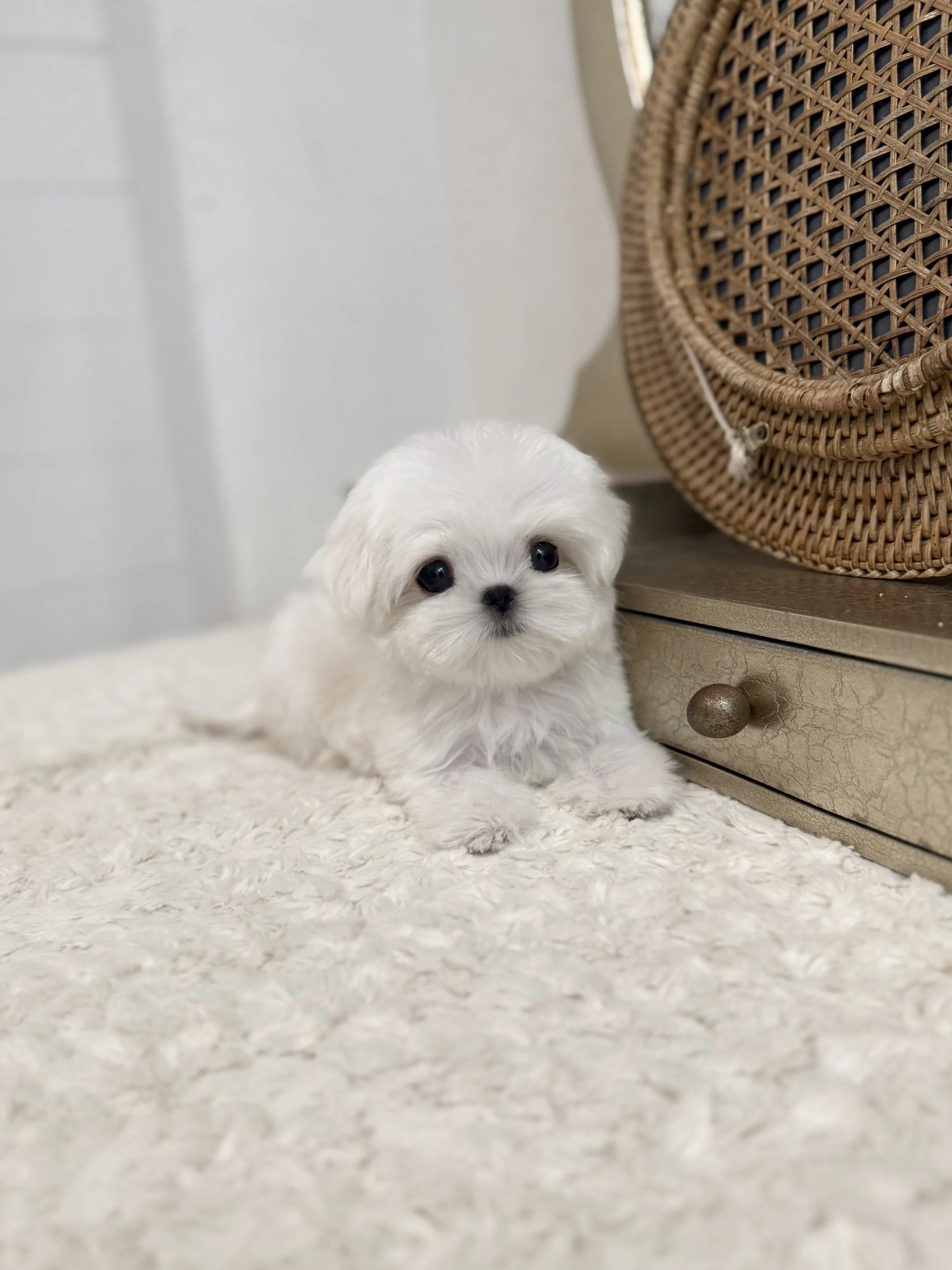 Pocket Pet Teacup Dog
