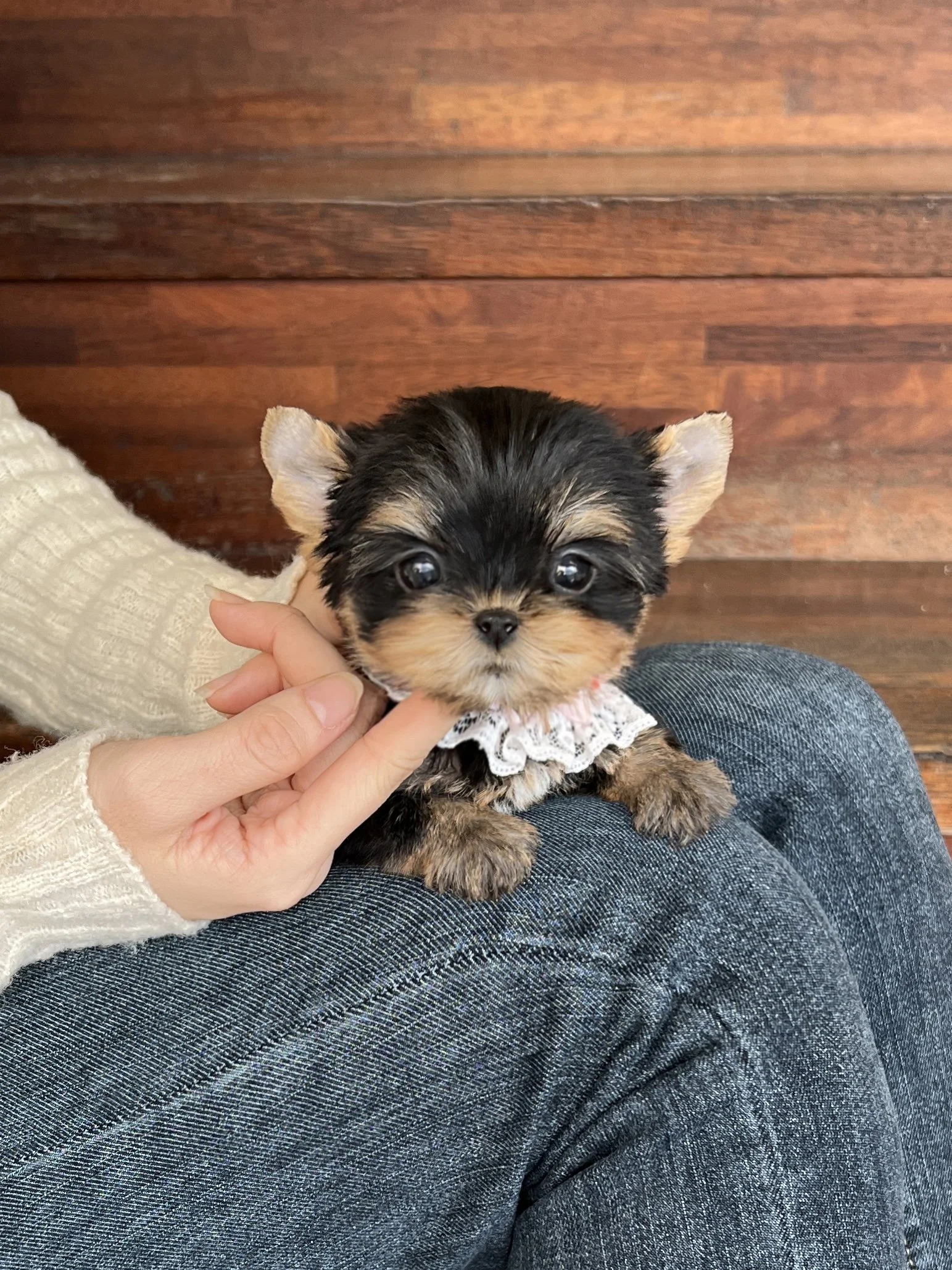 Pocket Pet Teacup Dog