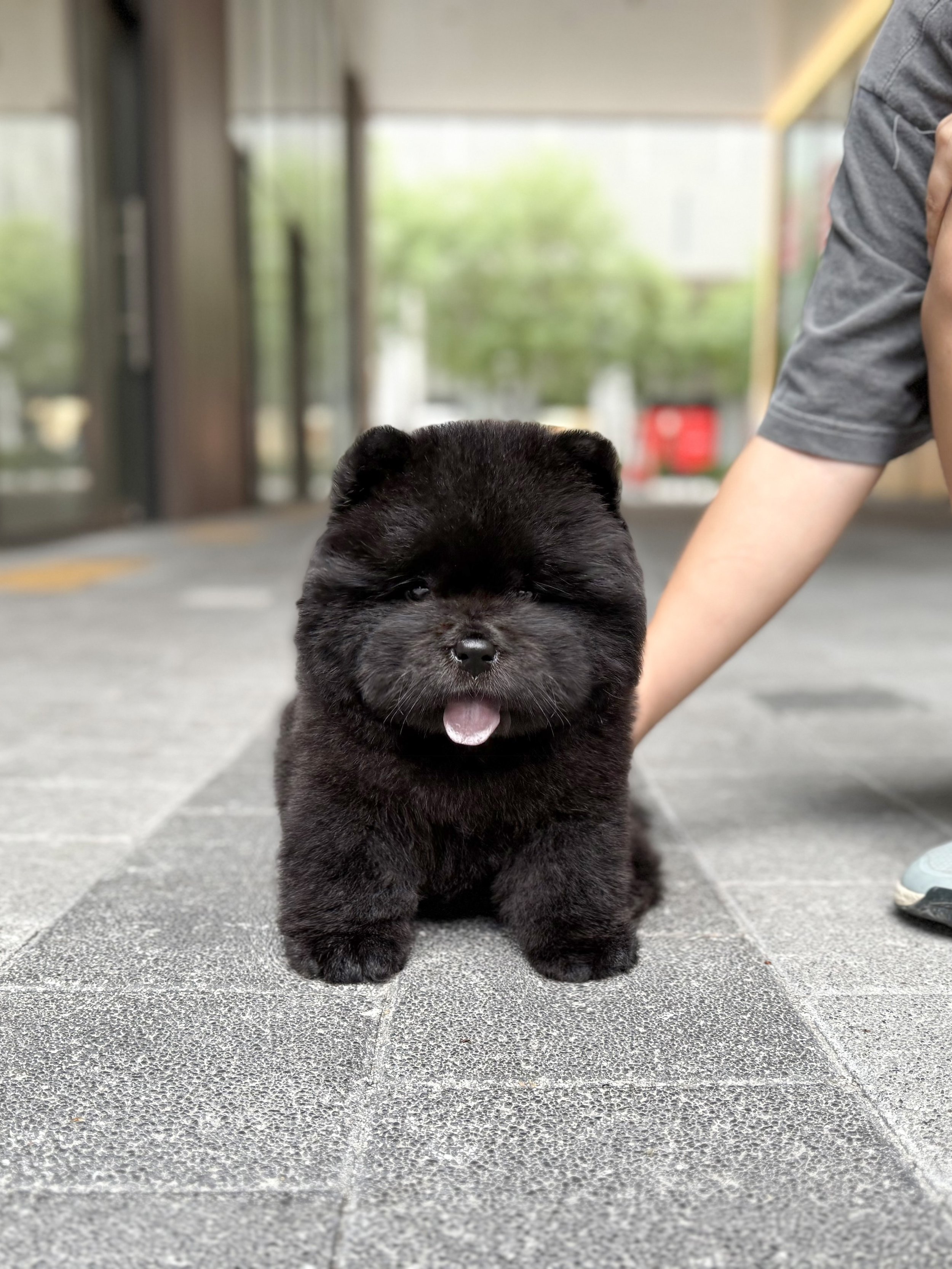 Pocket Pet Teacup Dog