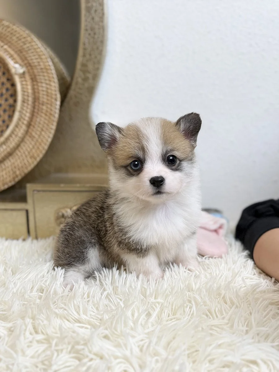 Pocket Pet Teacup Dog