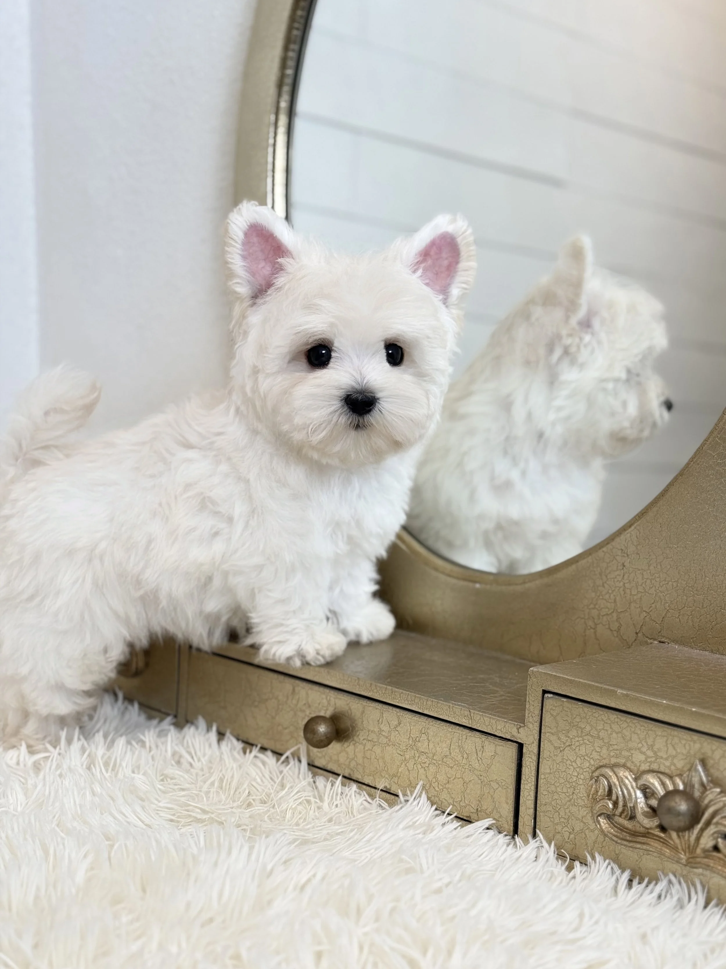 Pocket Pet Teacup Dog