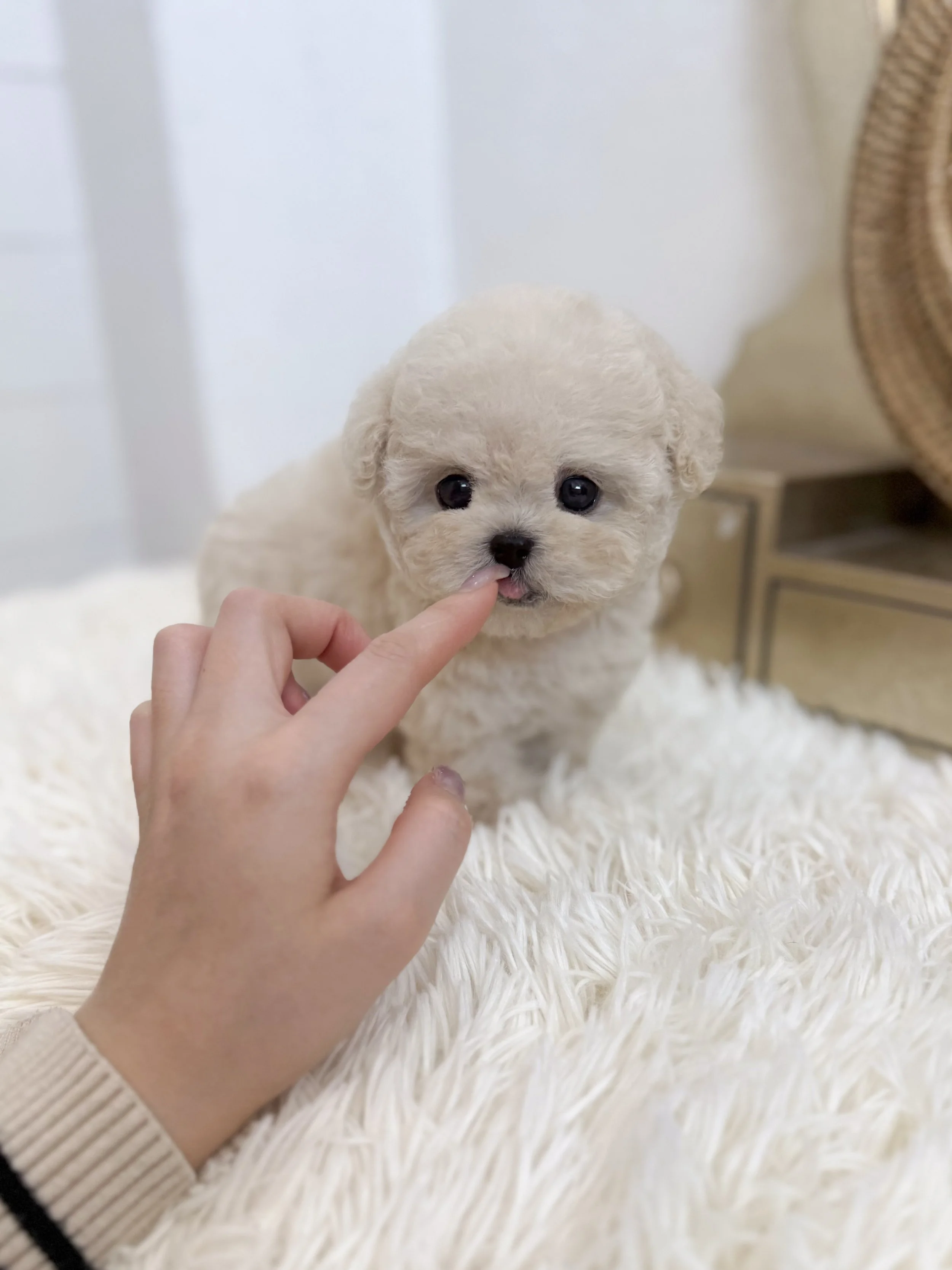 Pocket Pet Teacup Dog