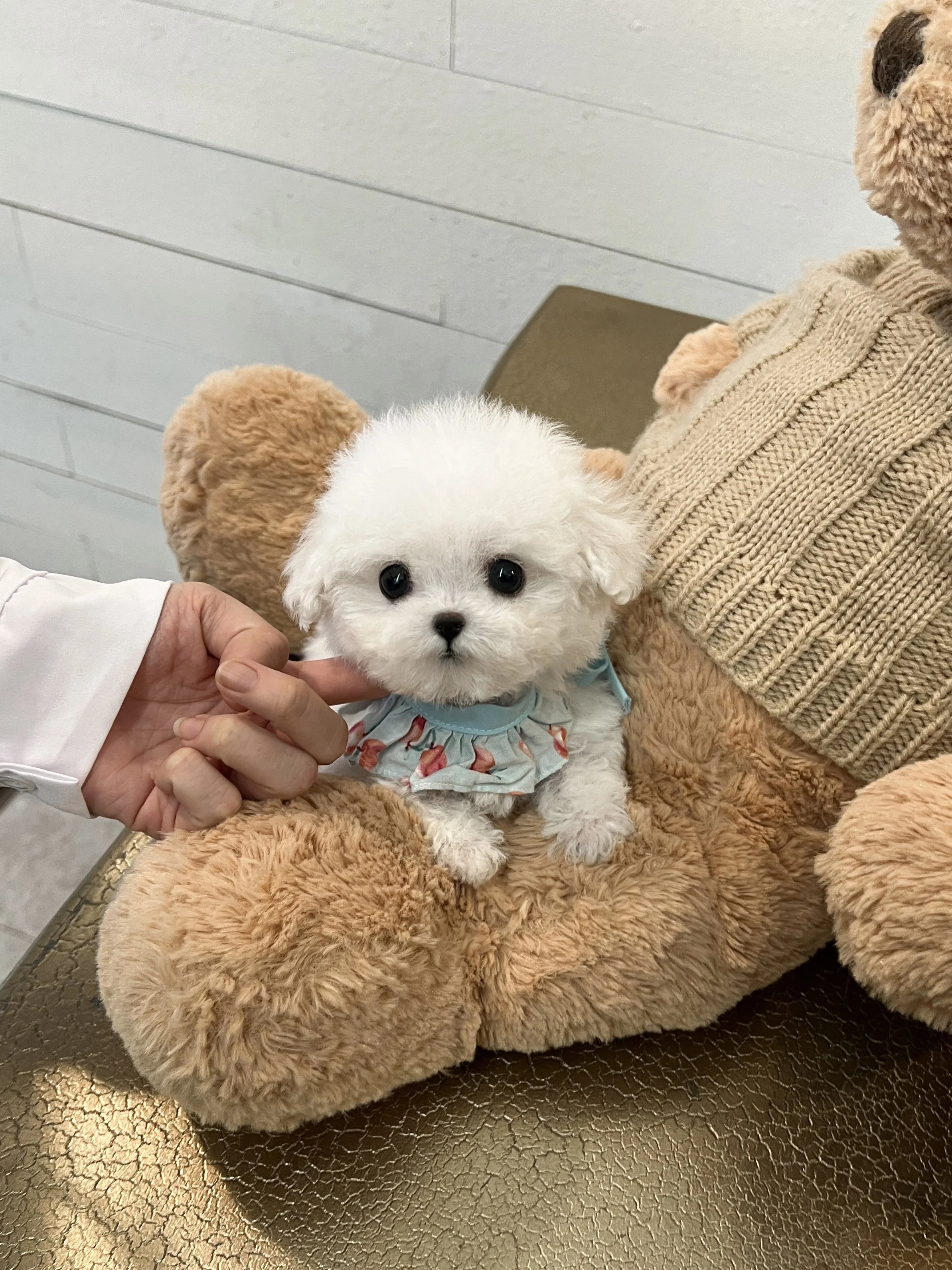 Pocket Pet Teacup Dog