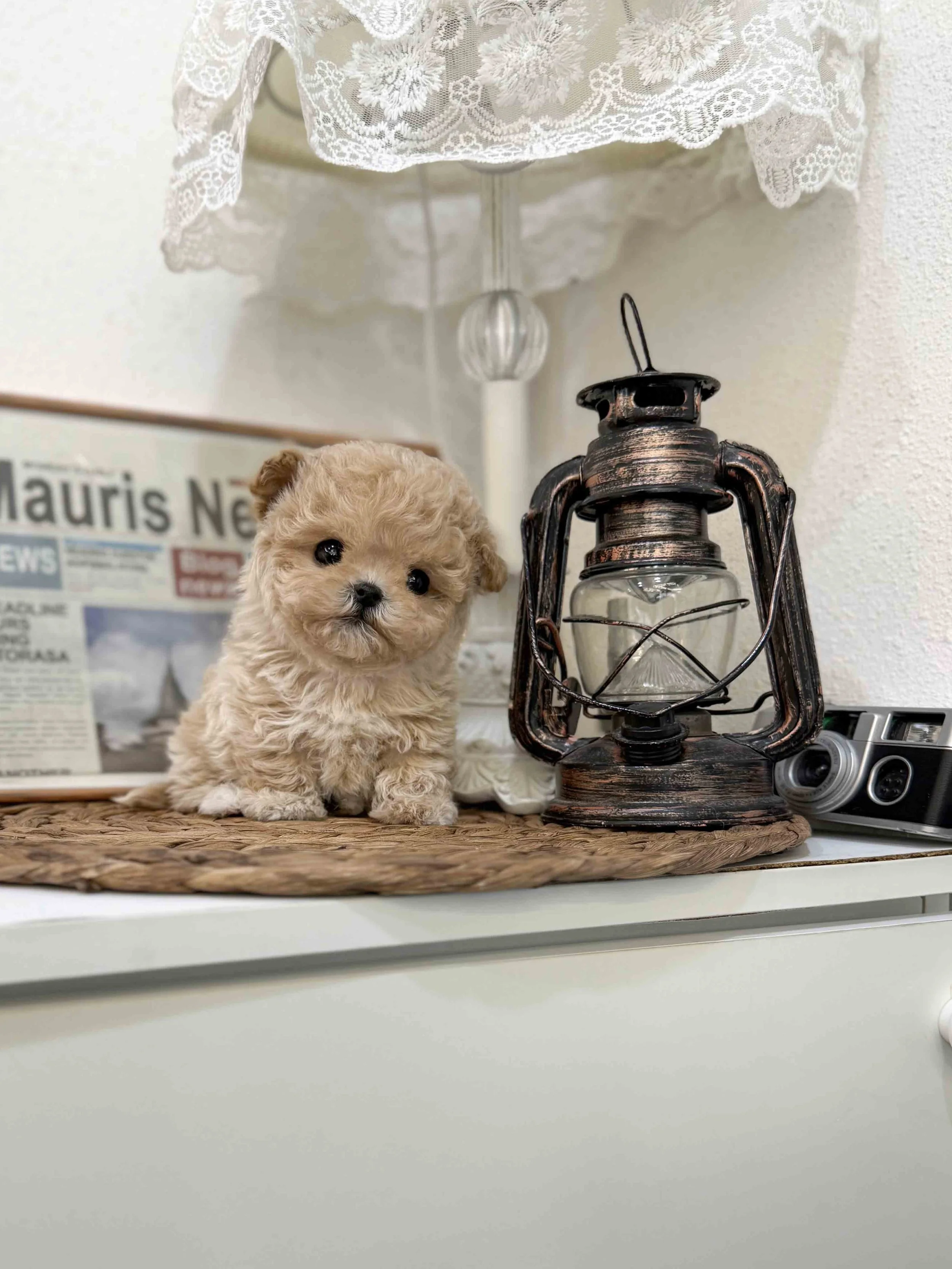 Pocket Pet Teacup Dog