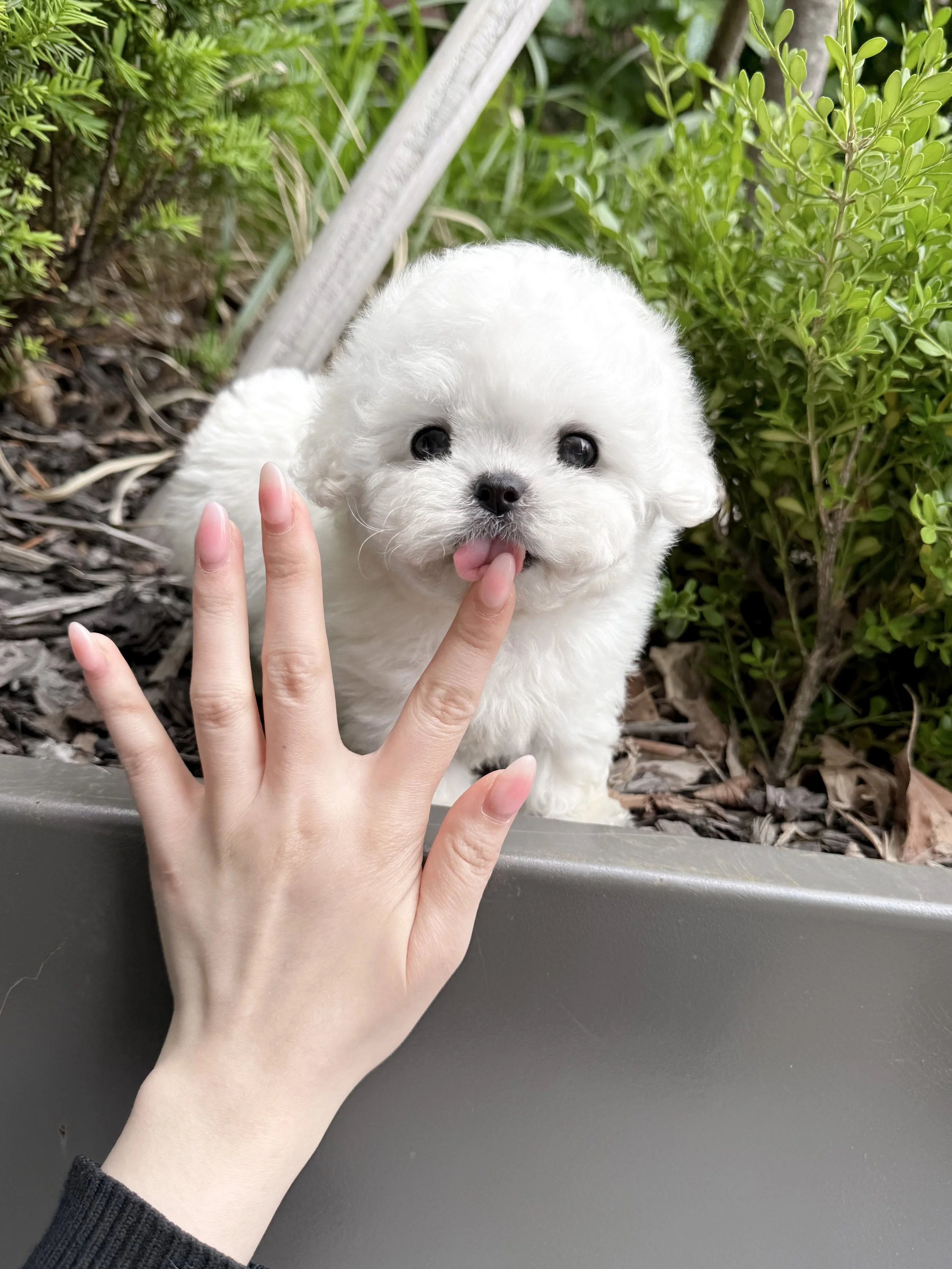 Pocket Pet Teacup Dog