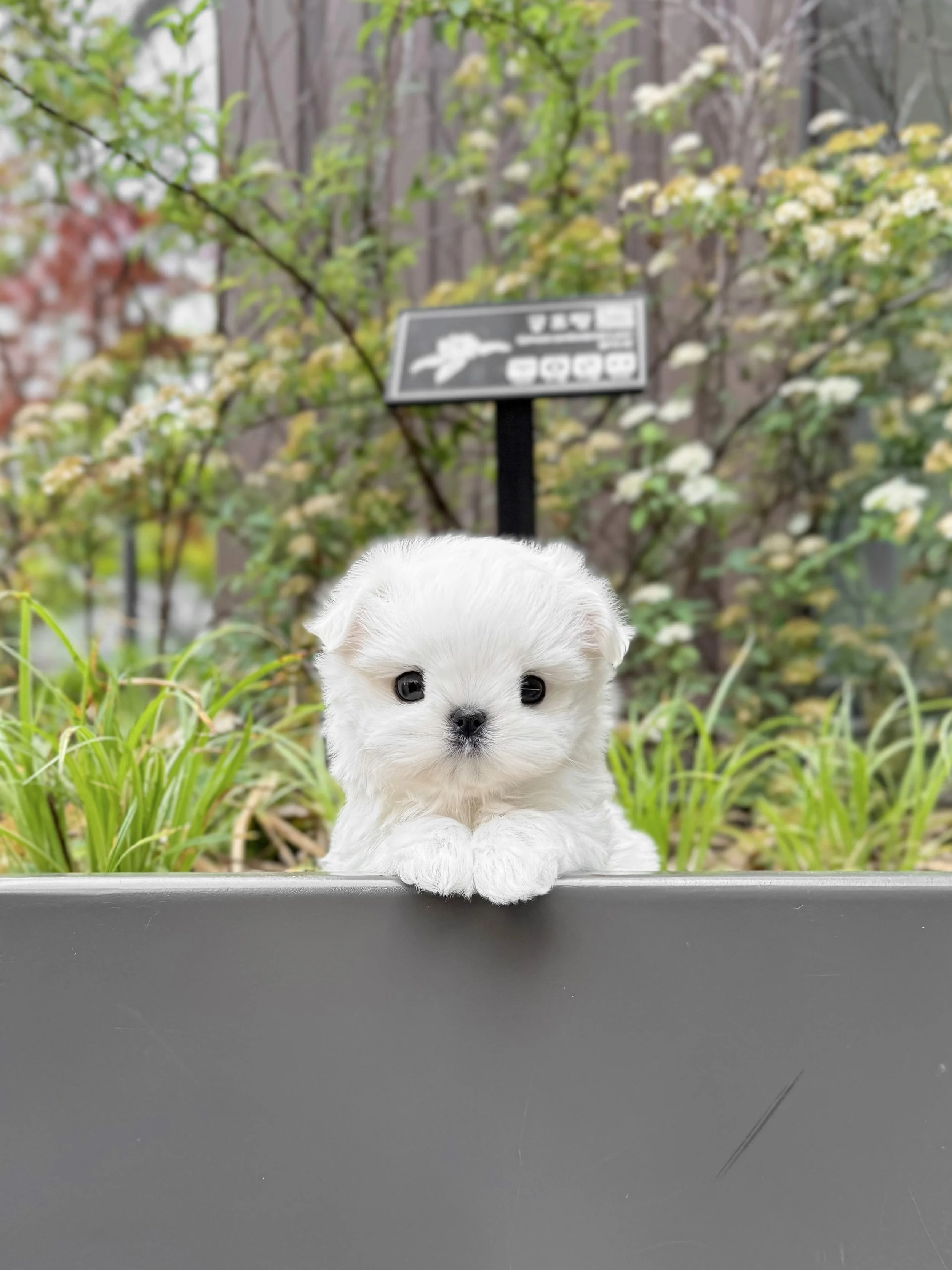 Pocket Pet Teacup Dog