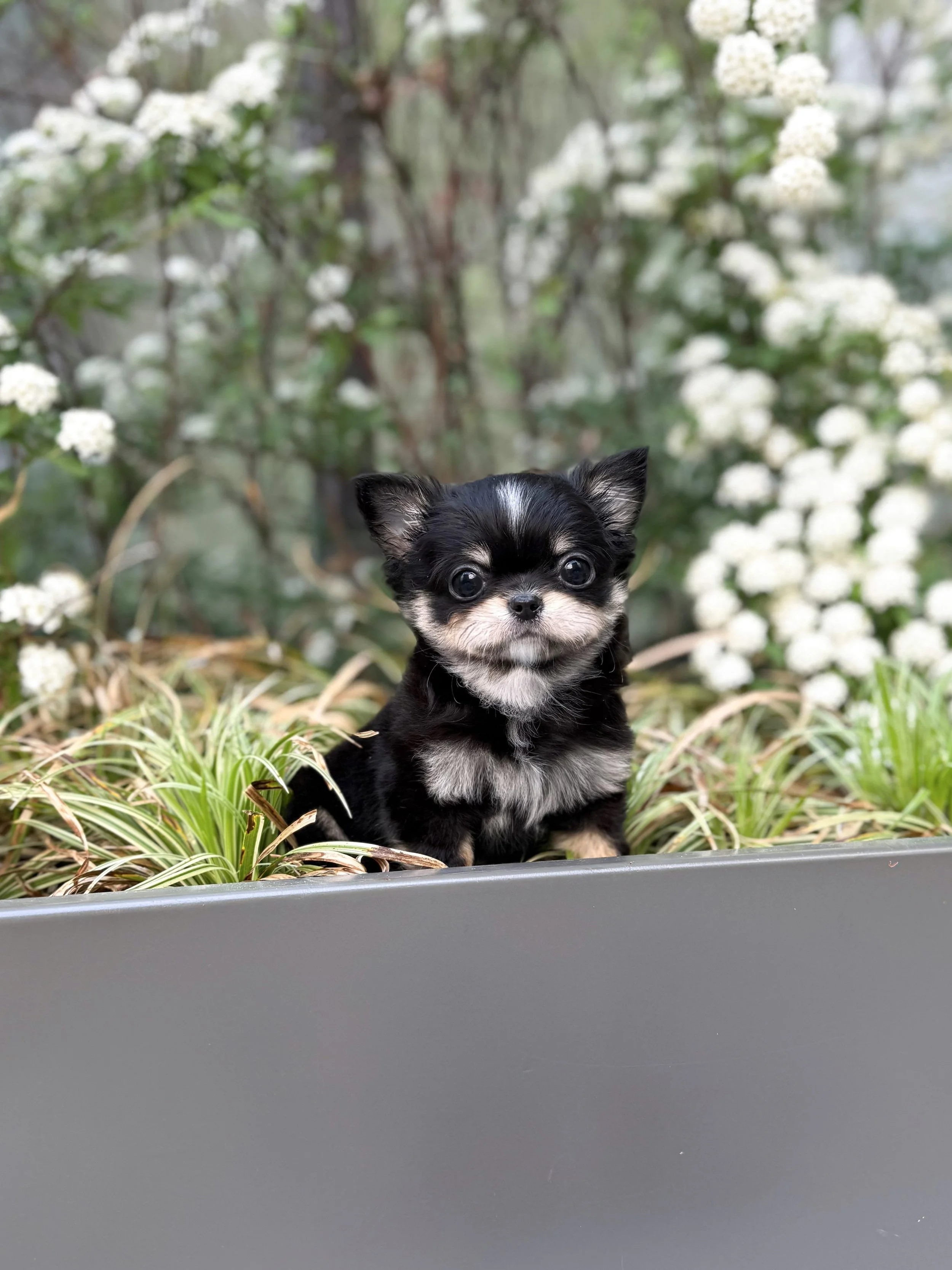 Pocket Pet Teacup Dog