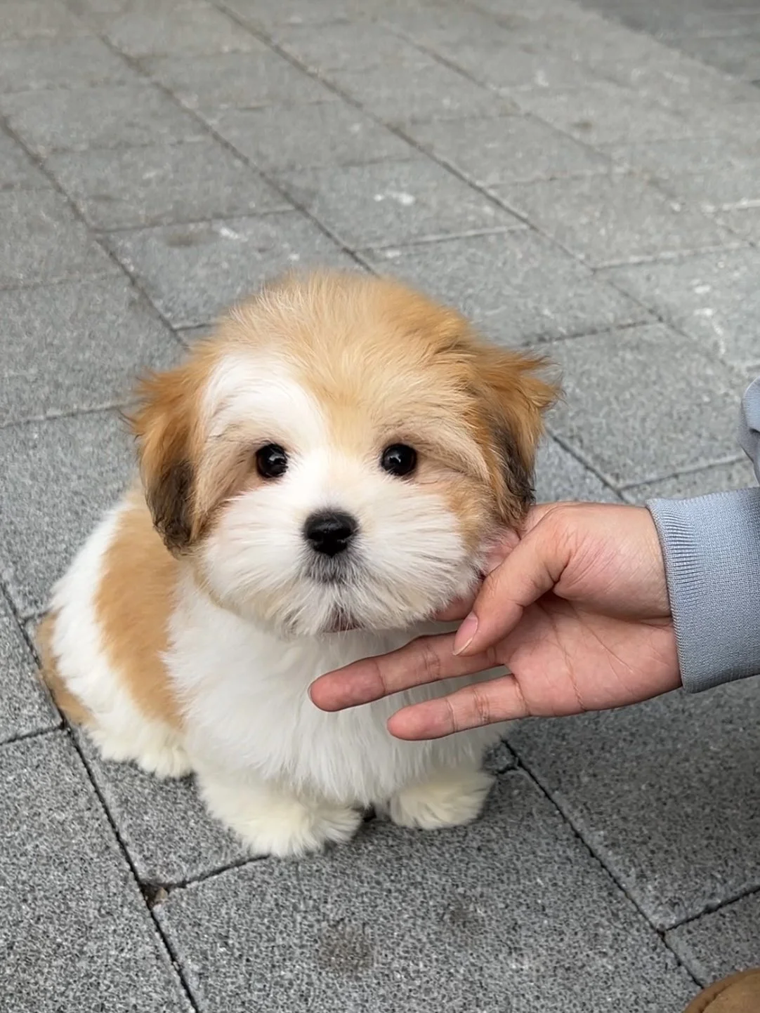 Pocket Pet Teacup Dog