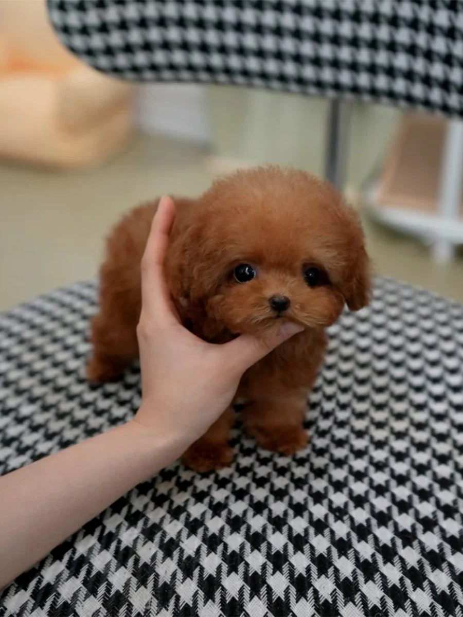 截屏2026-02-12 下午6.14.27.jpg