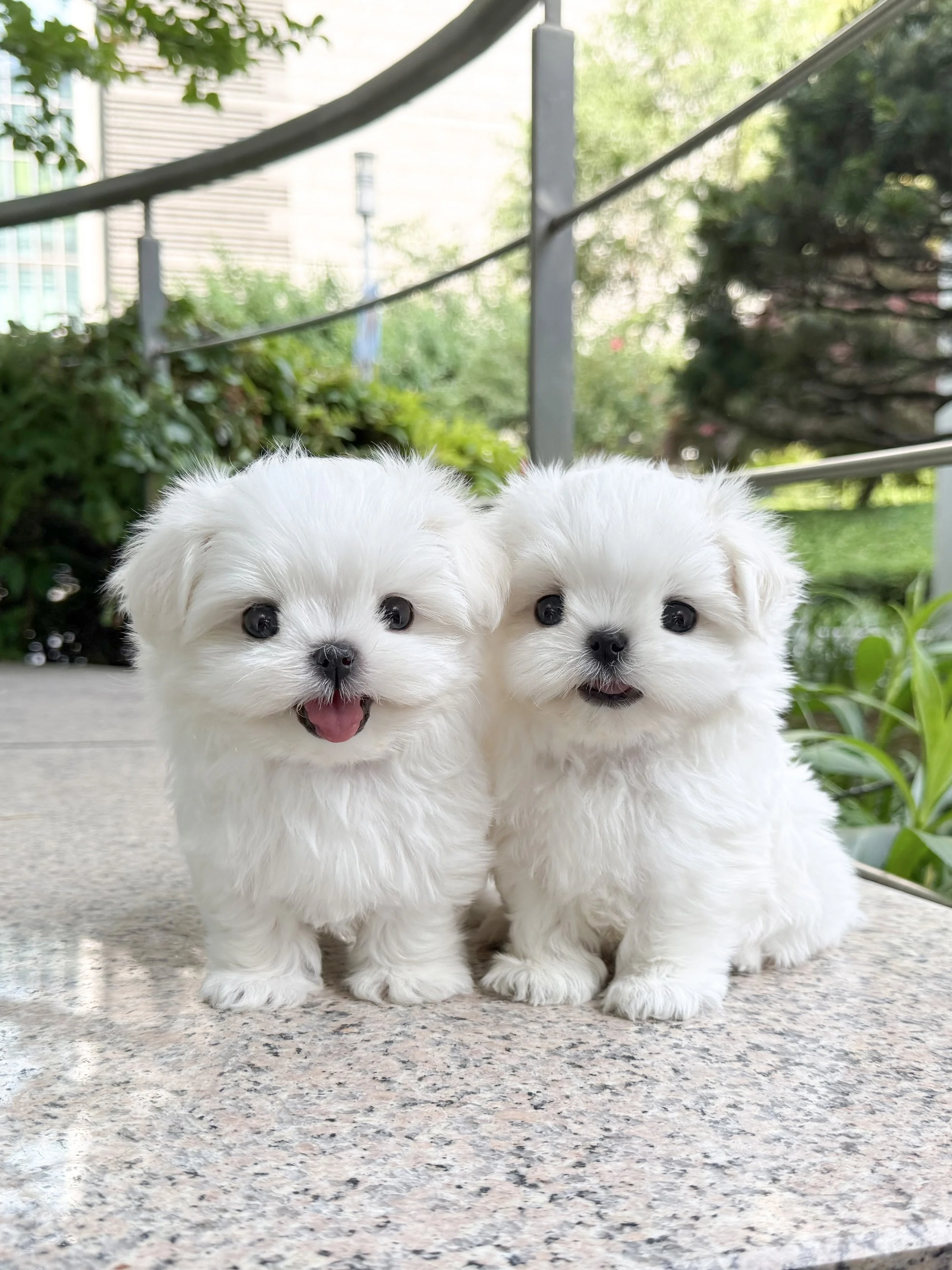 Pocket Pet Teacup Dog